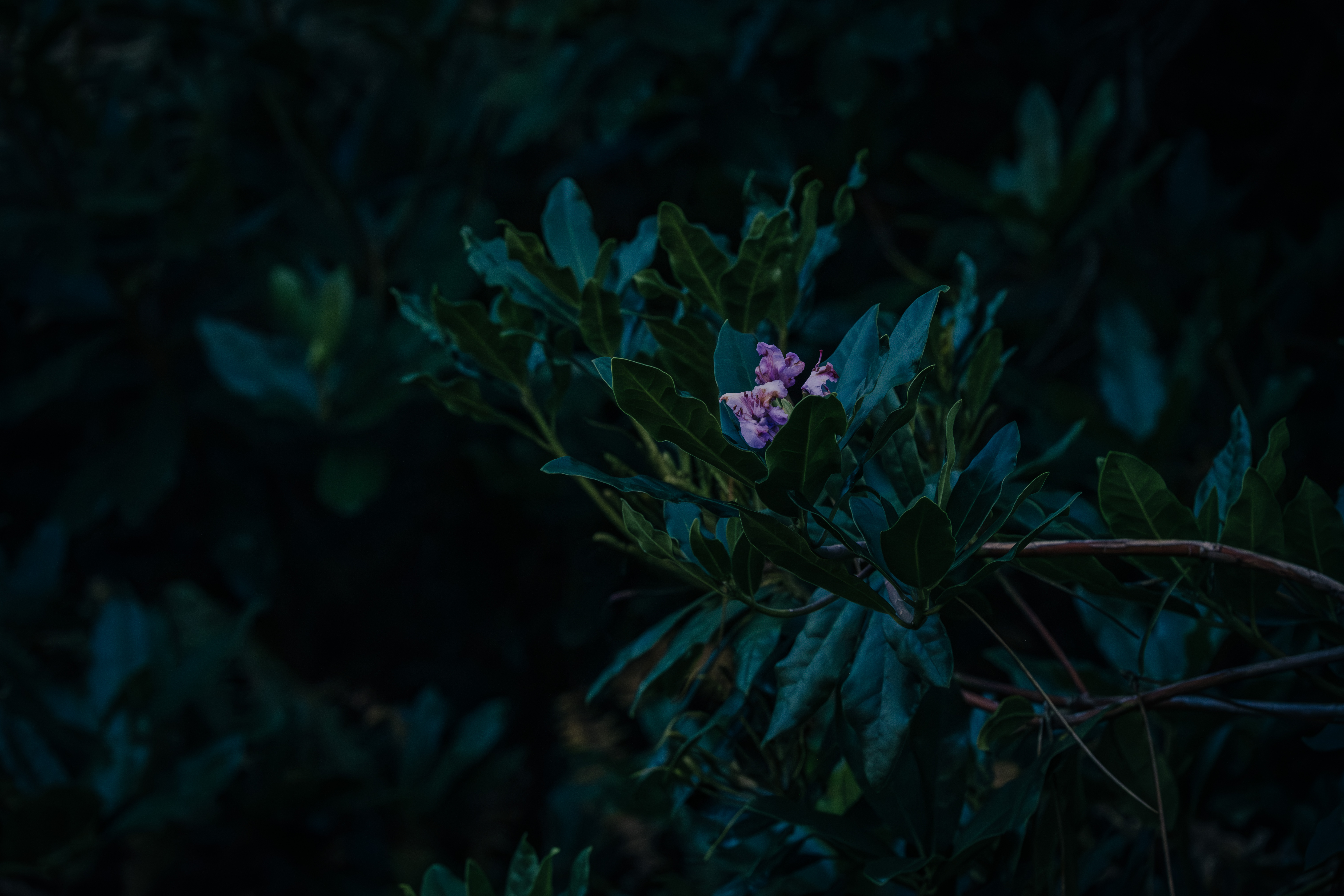 Photographe Bressuire