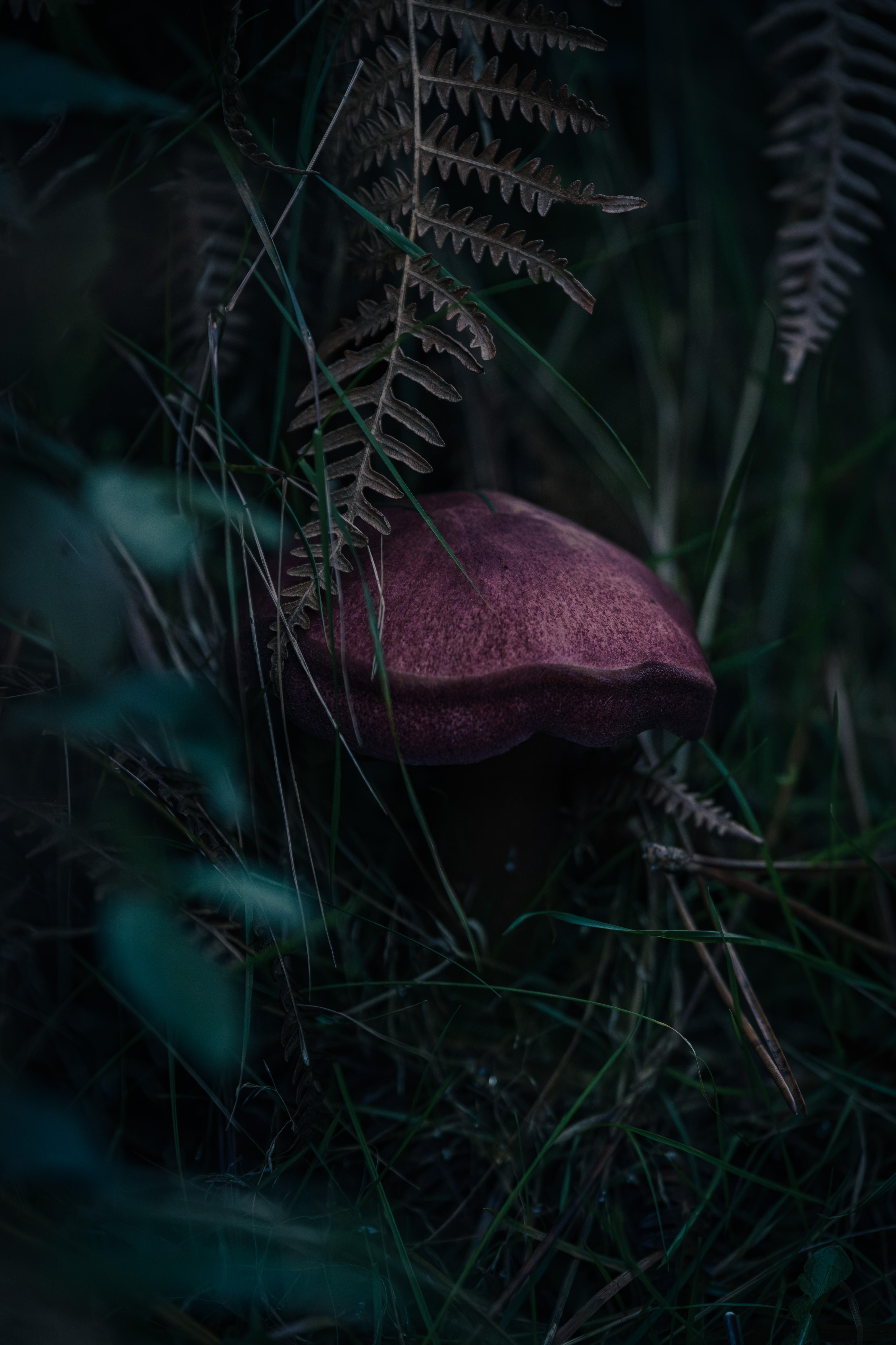 Photographe Bressuire