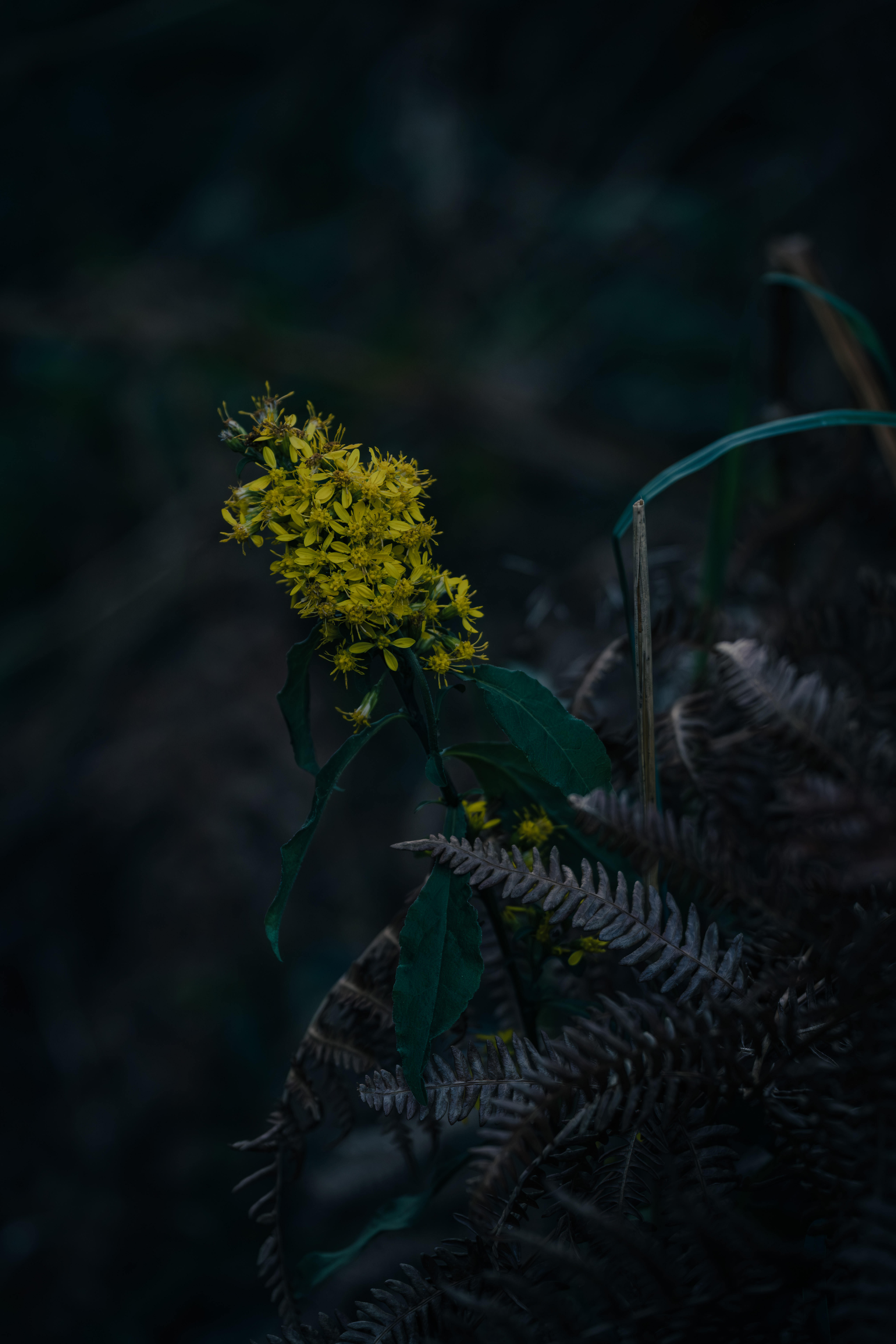 Photographe Bressuire