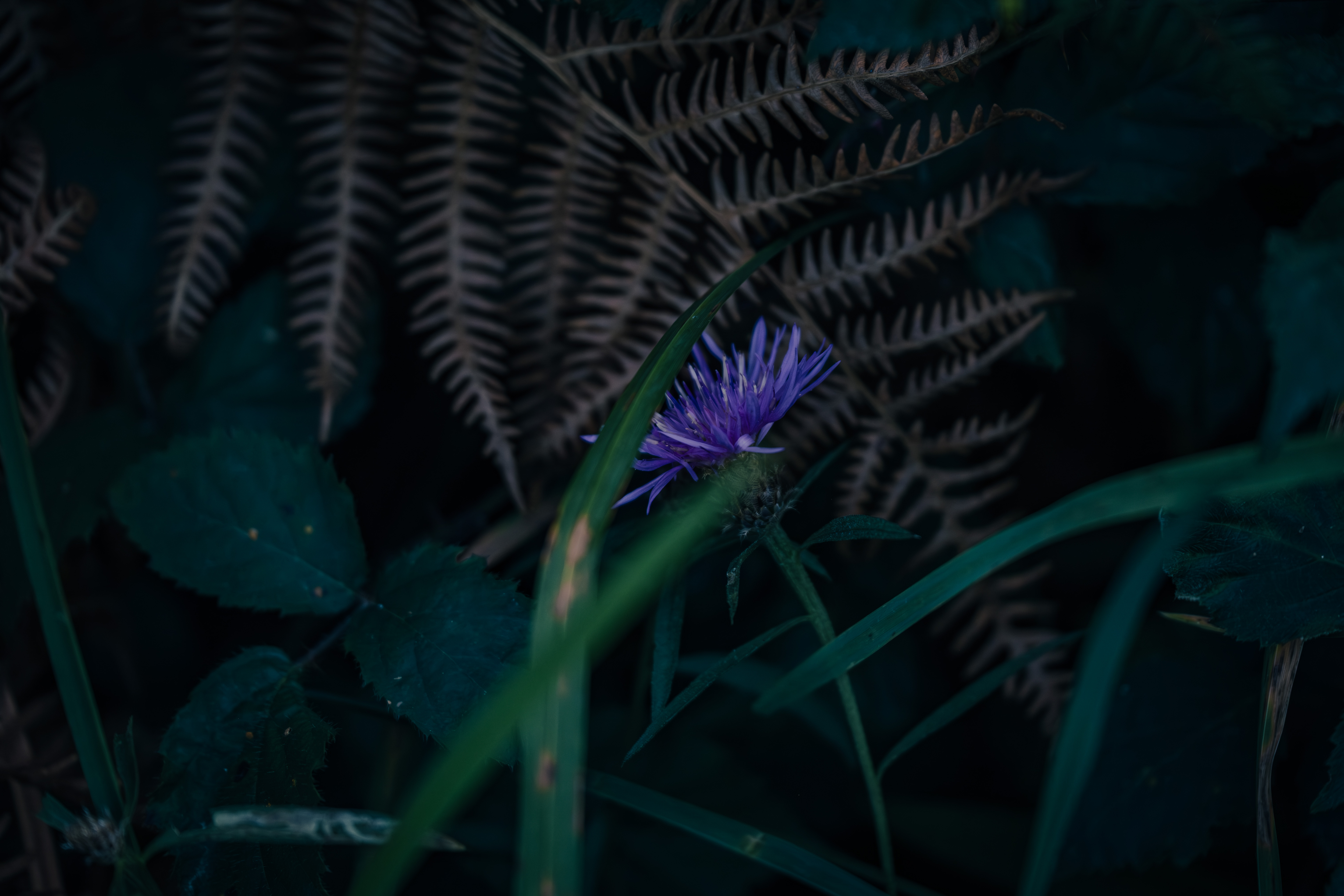 Photographe Bressuire