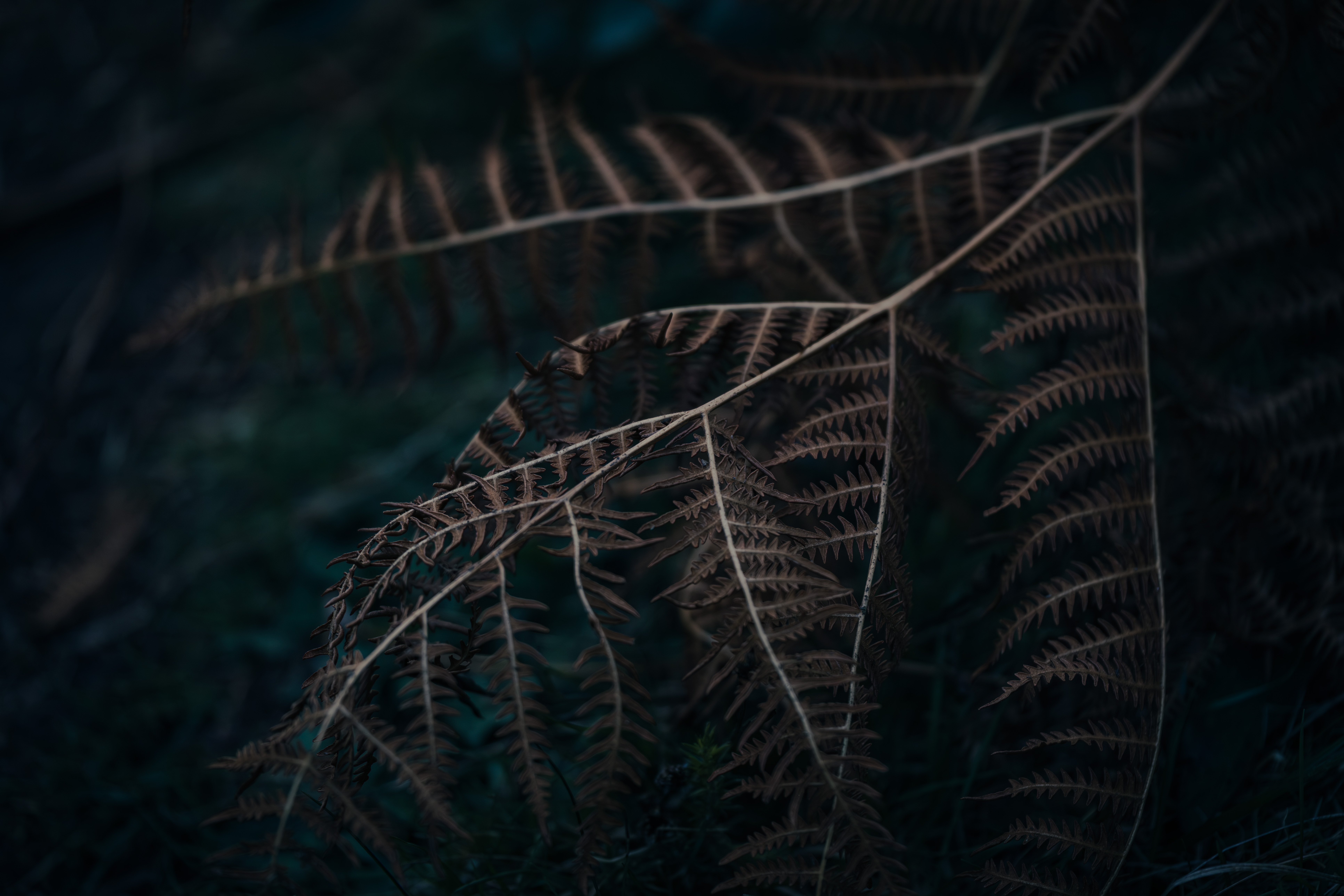 Photographe Bressuire