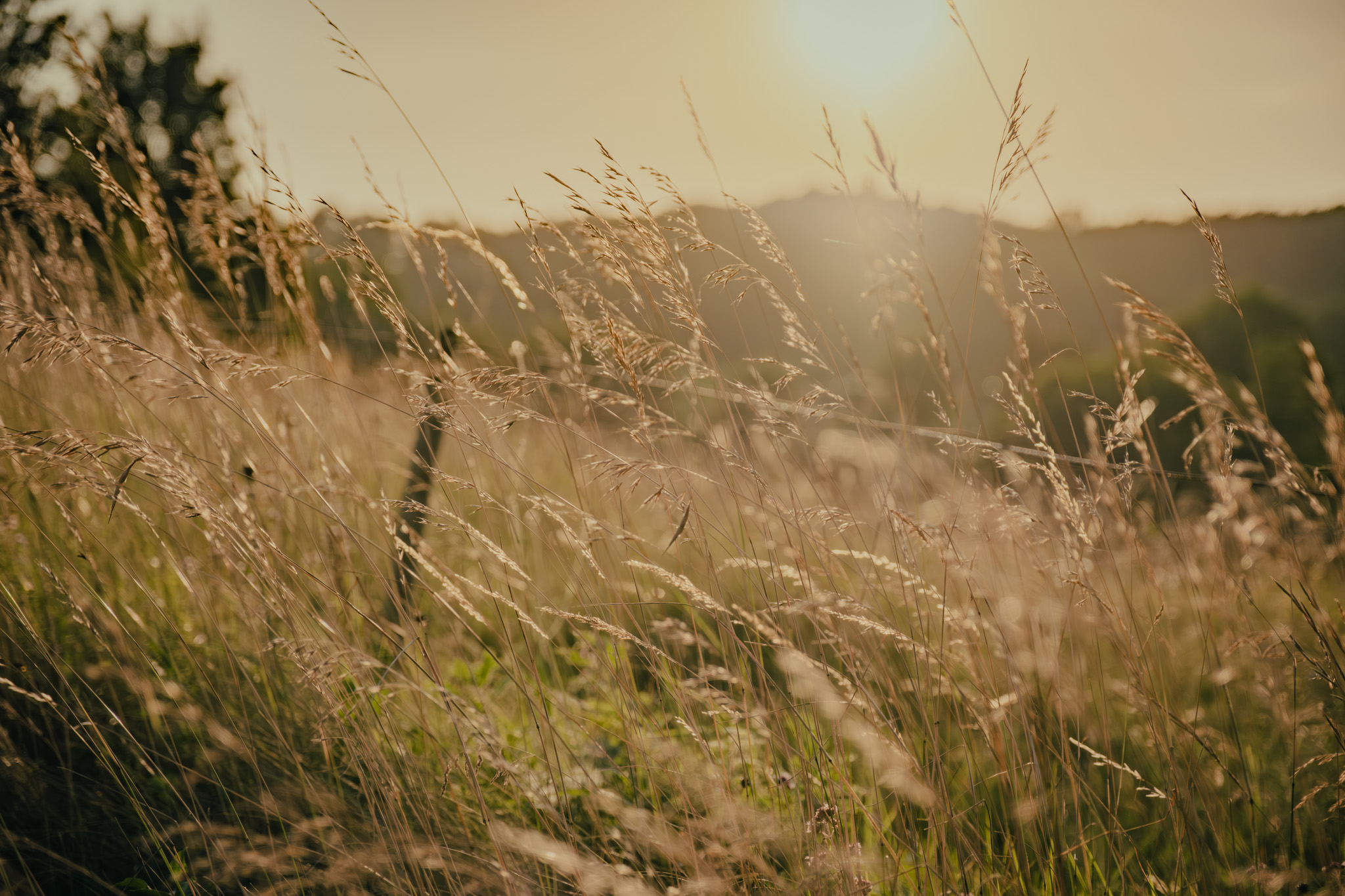 Photographe nature Bressuire