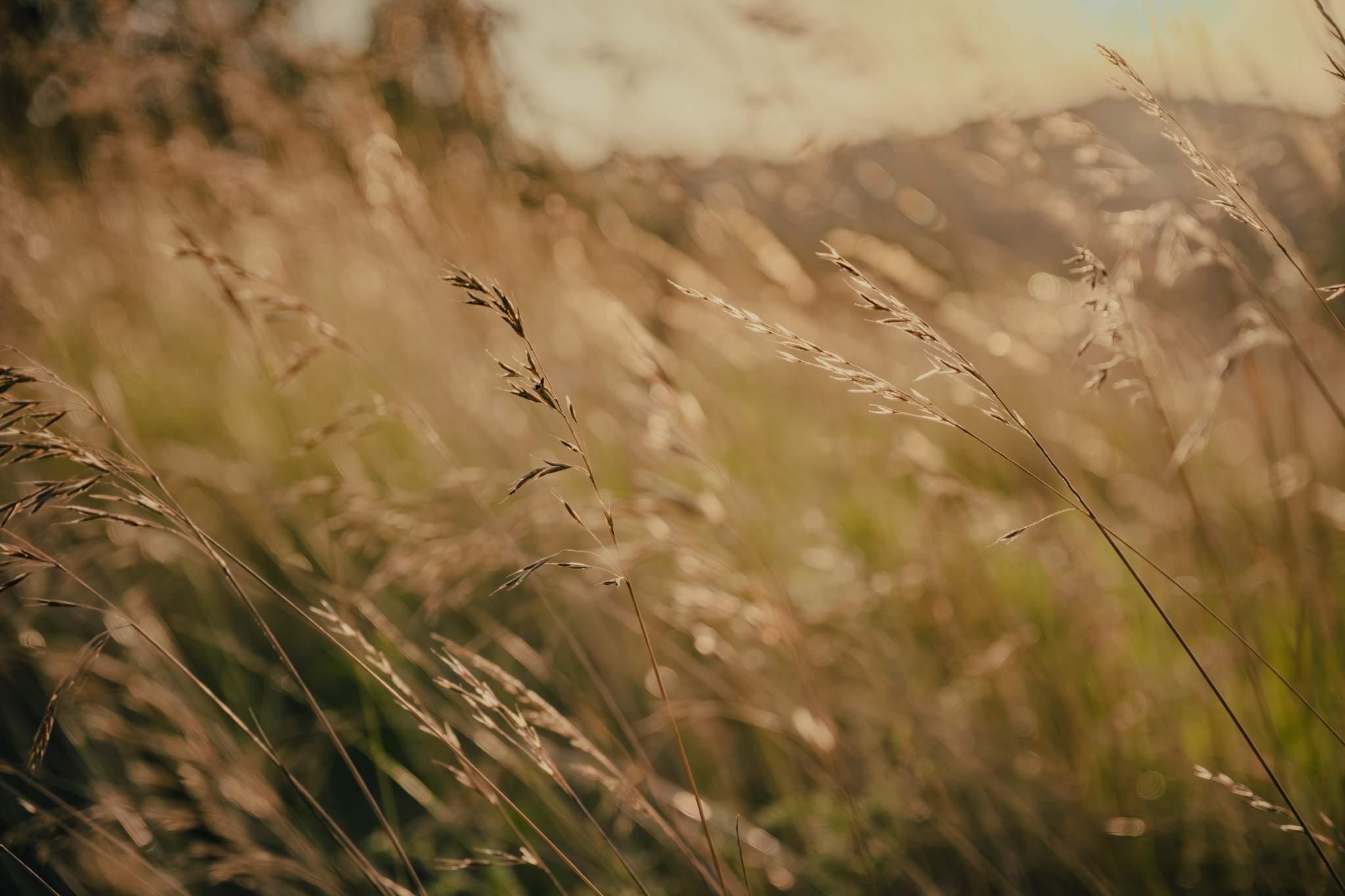 Photographe nature Bressuire