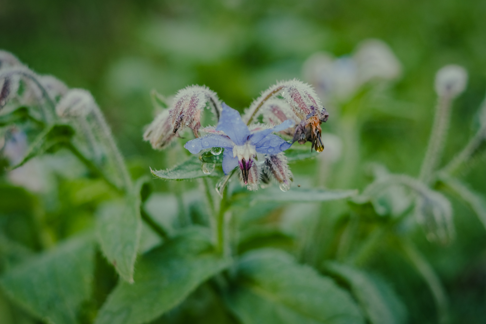 Photographe nature Bressuire
