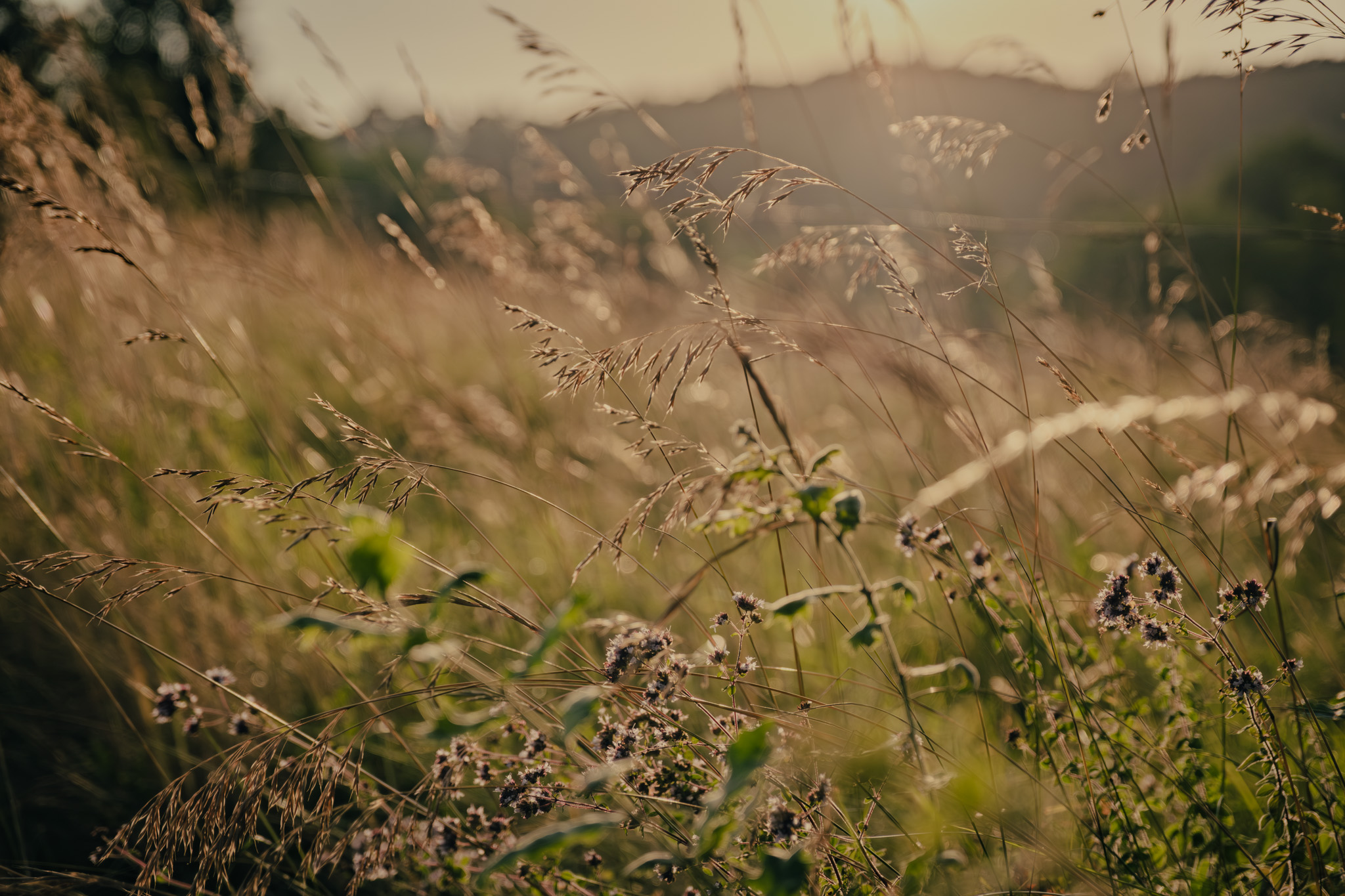 Photographe nature Bressuire