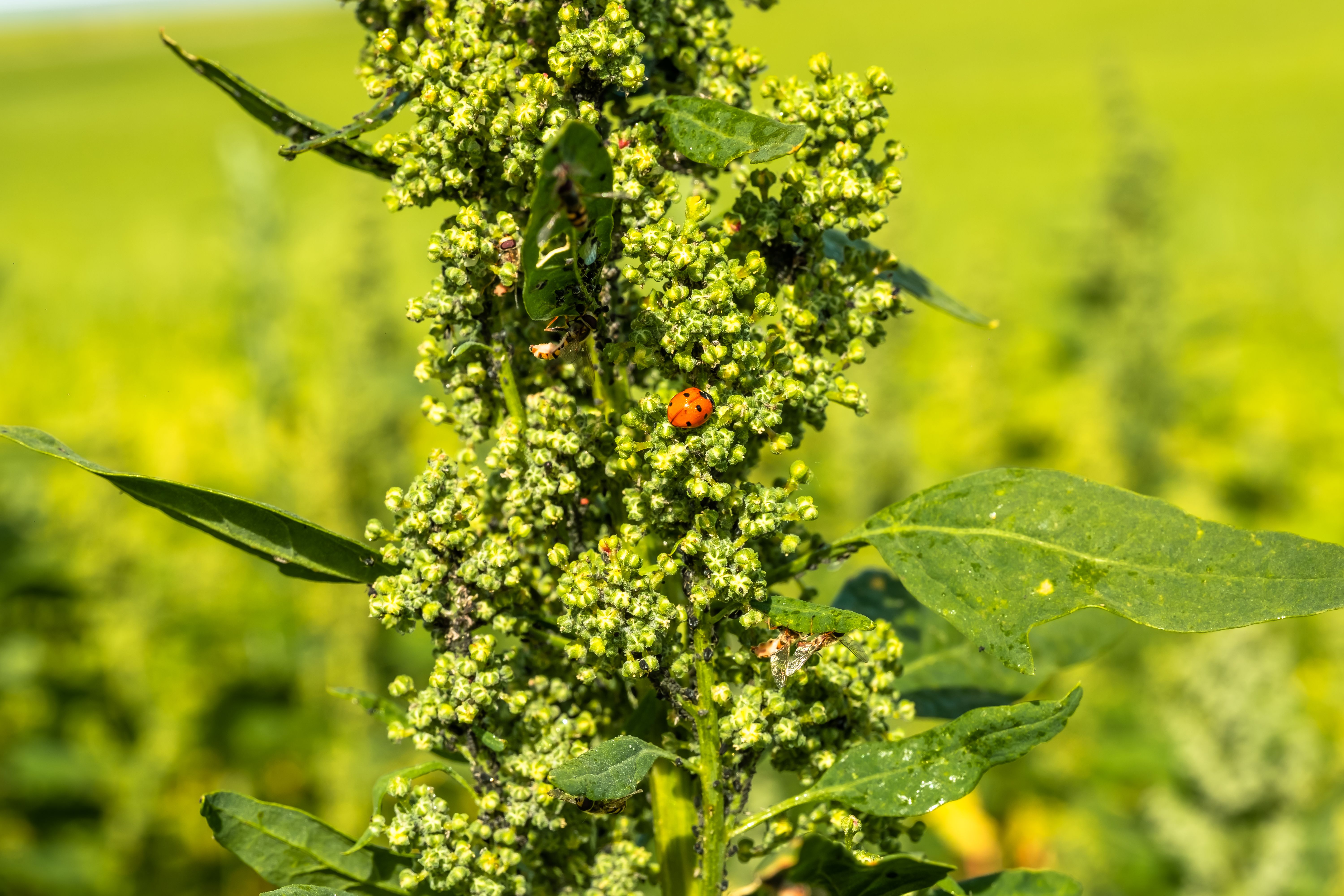 photographe Bressuire