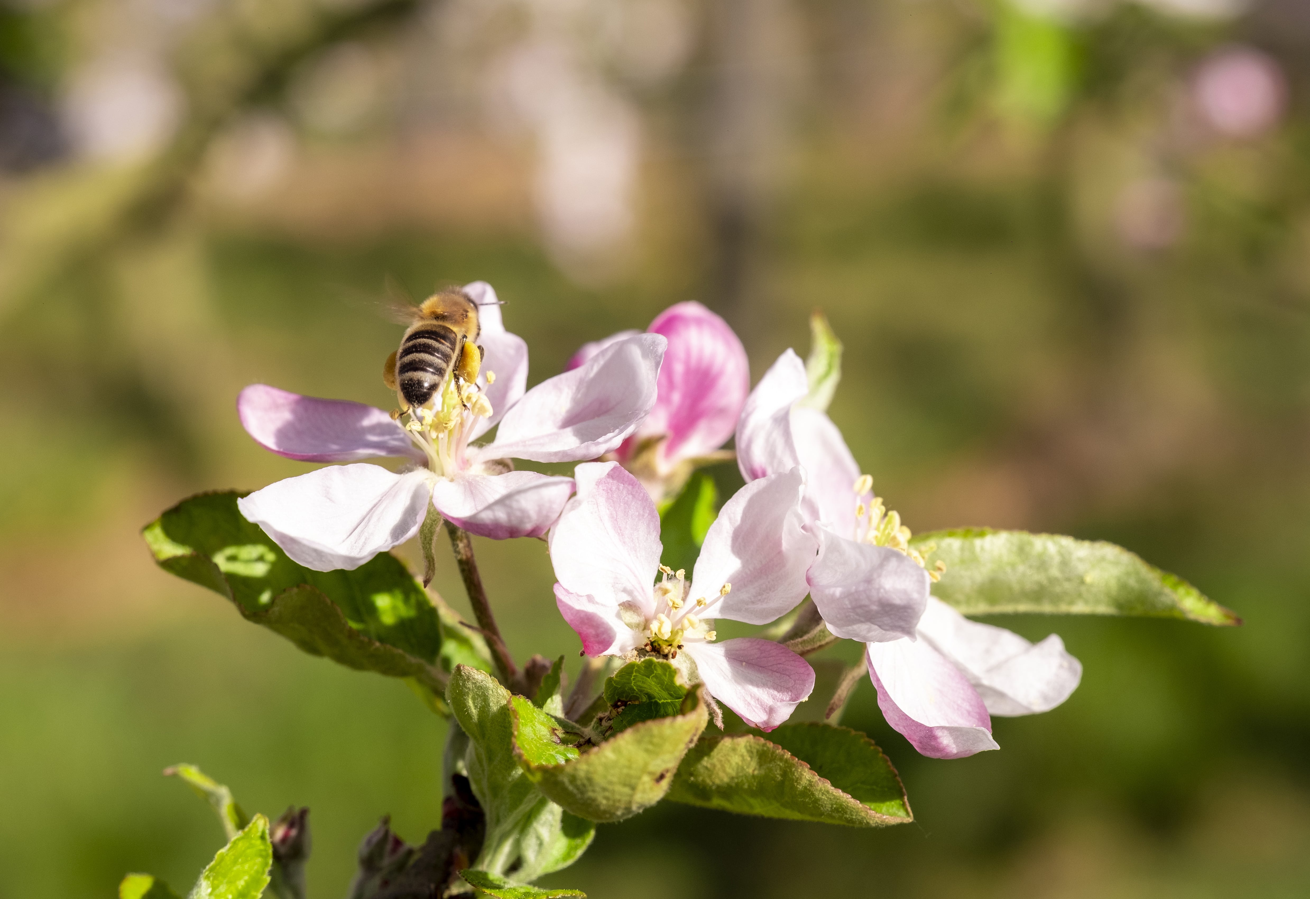 photographe Bressuire
