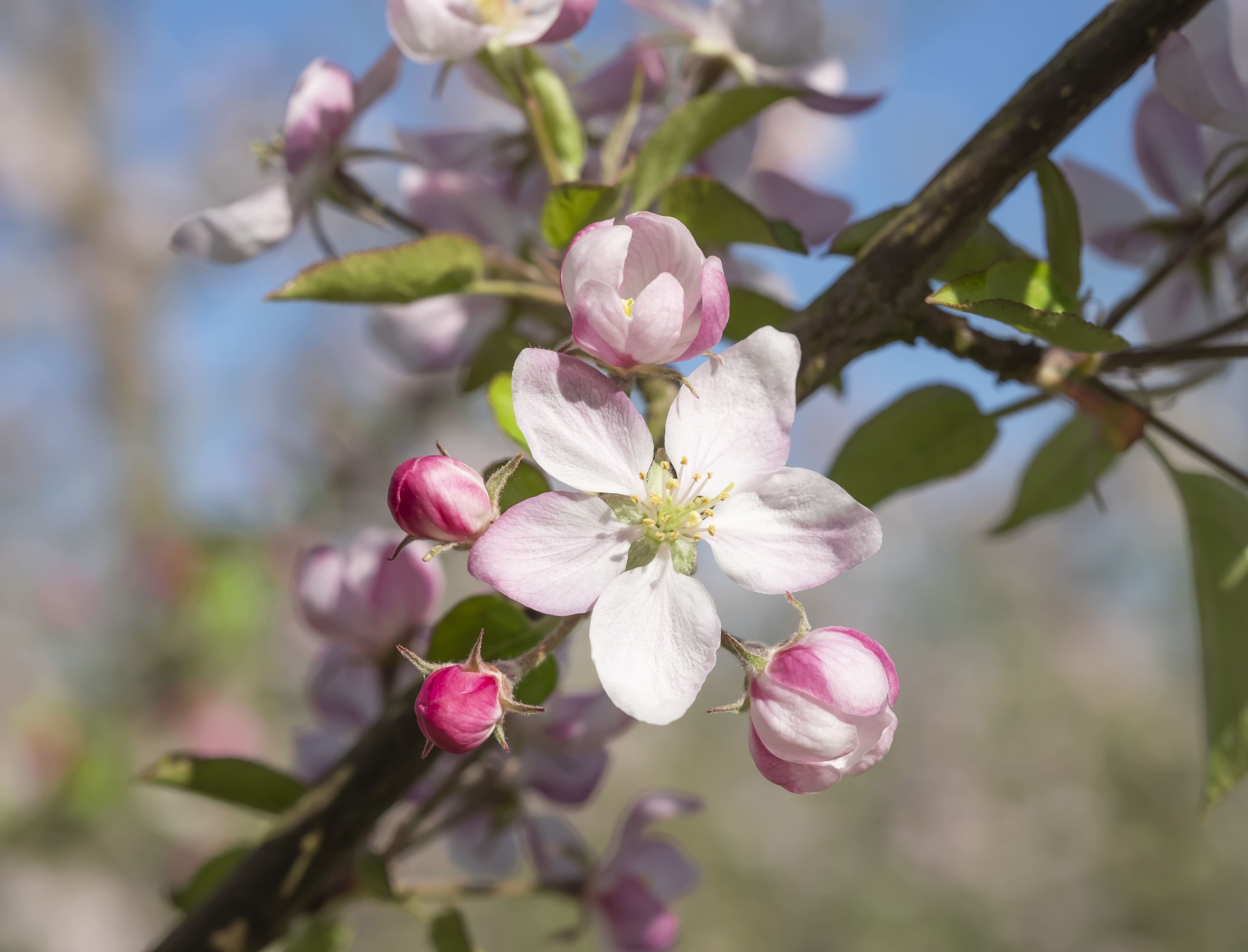 photographe Bressuire