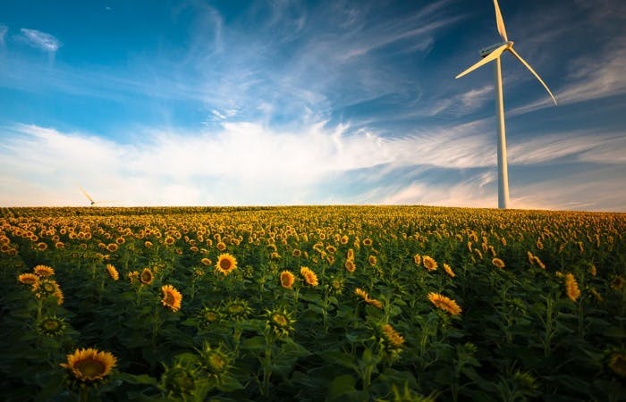 A photograph of a field of sunflowers and blue summer skies. A large wind turbine stands in the field.