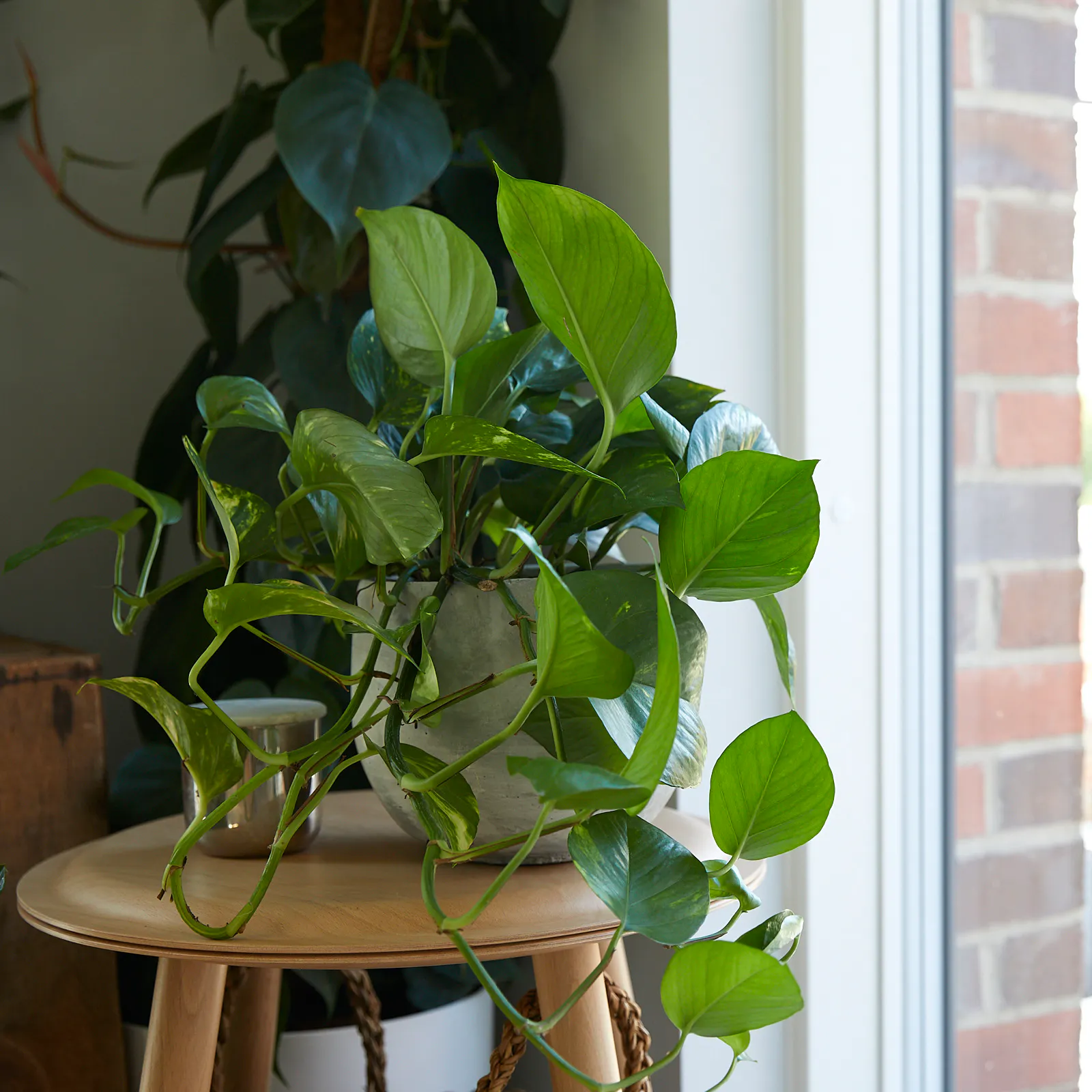 6 Bedroom Plants That Will Help You Sleep Patch