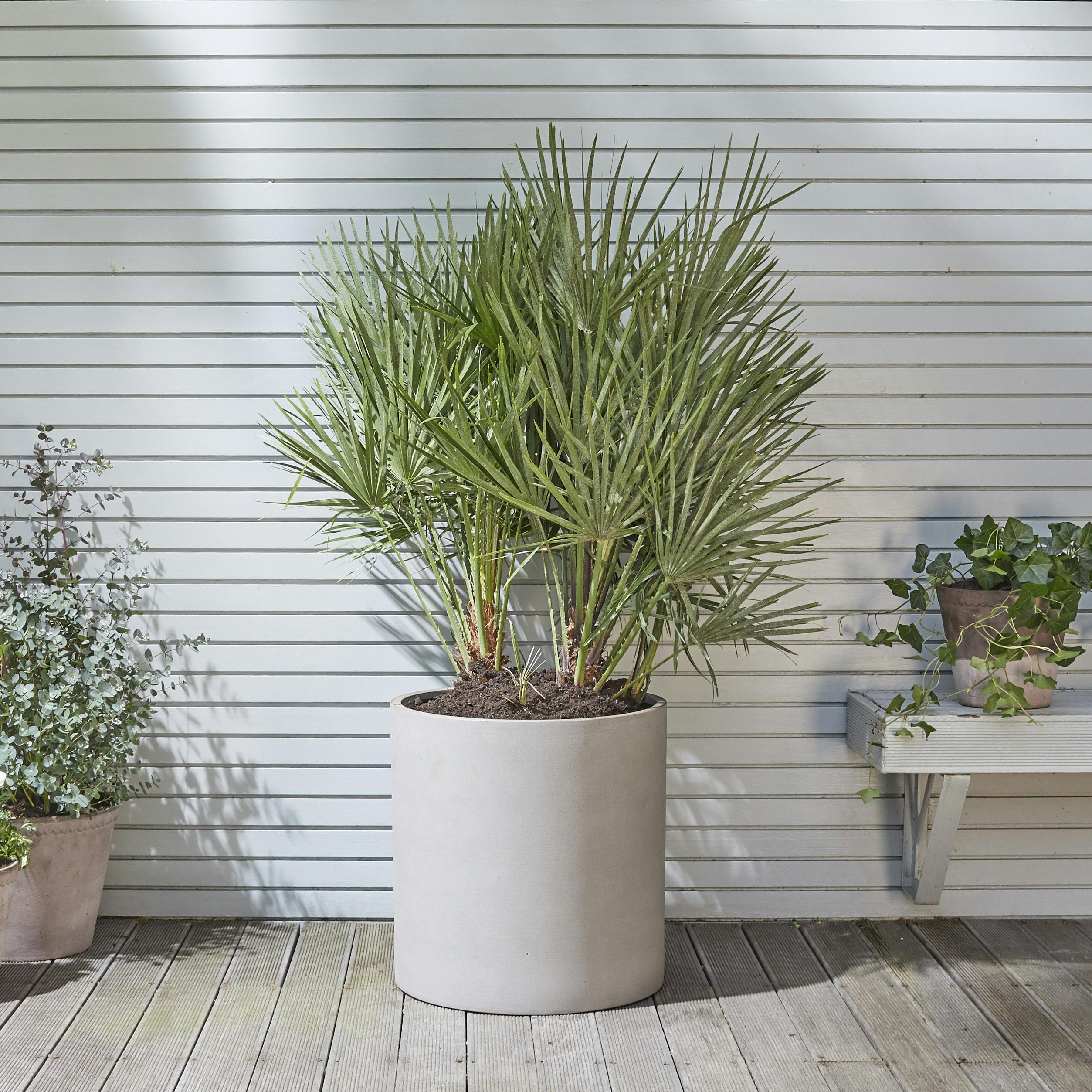 Large Patio Plants