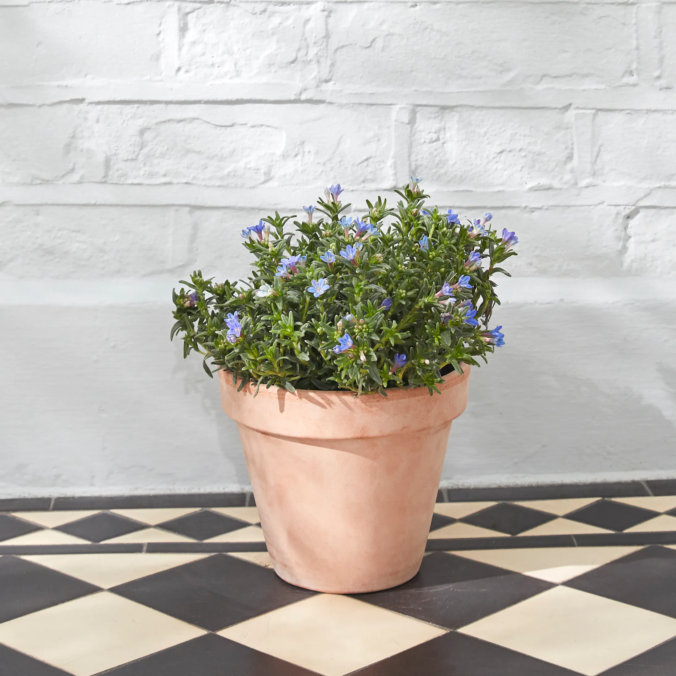 9 Easy To Maintain Outdoor Plants Patch