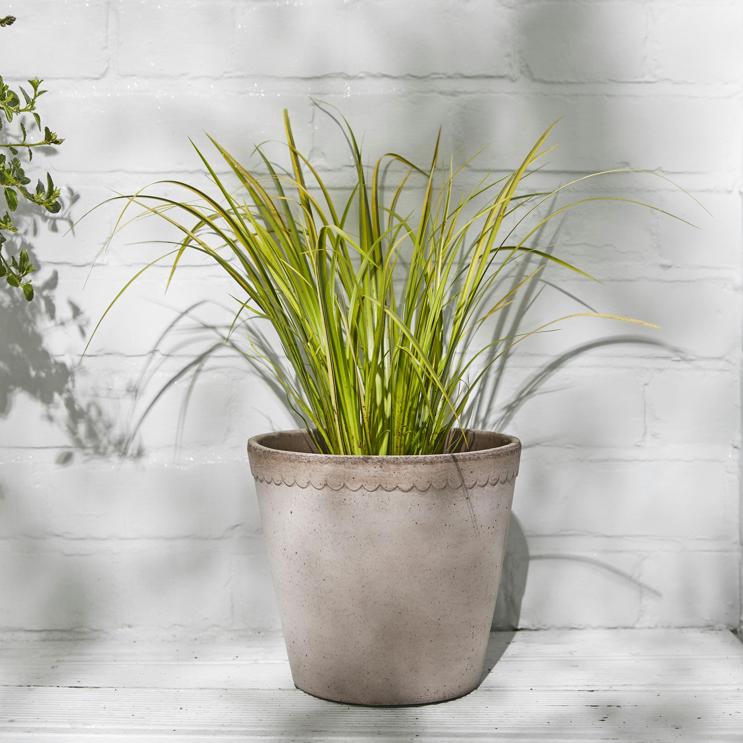 9 Easy To Maintain Outdoor Plants | Patch