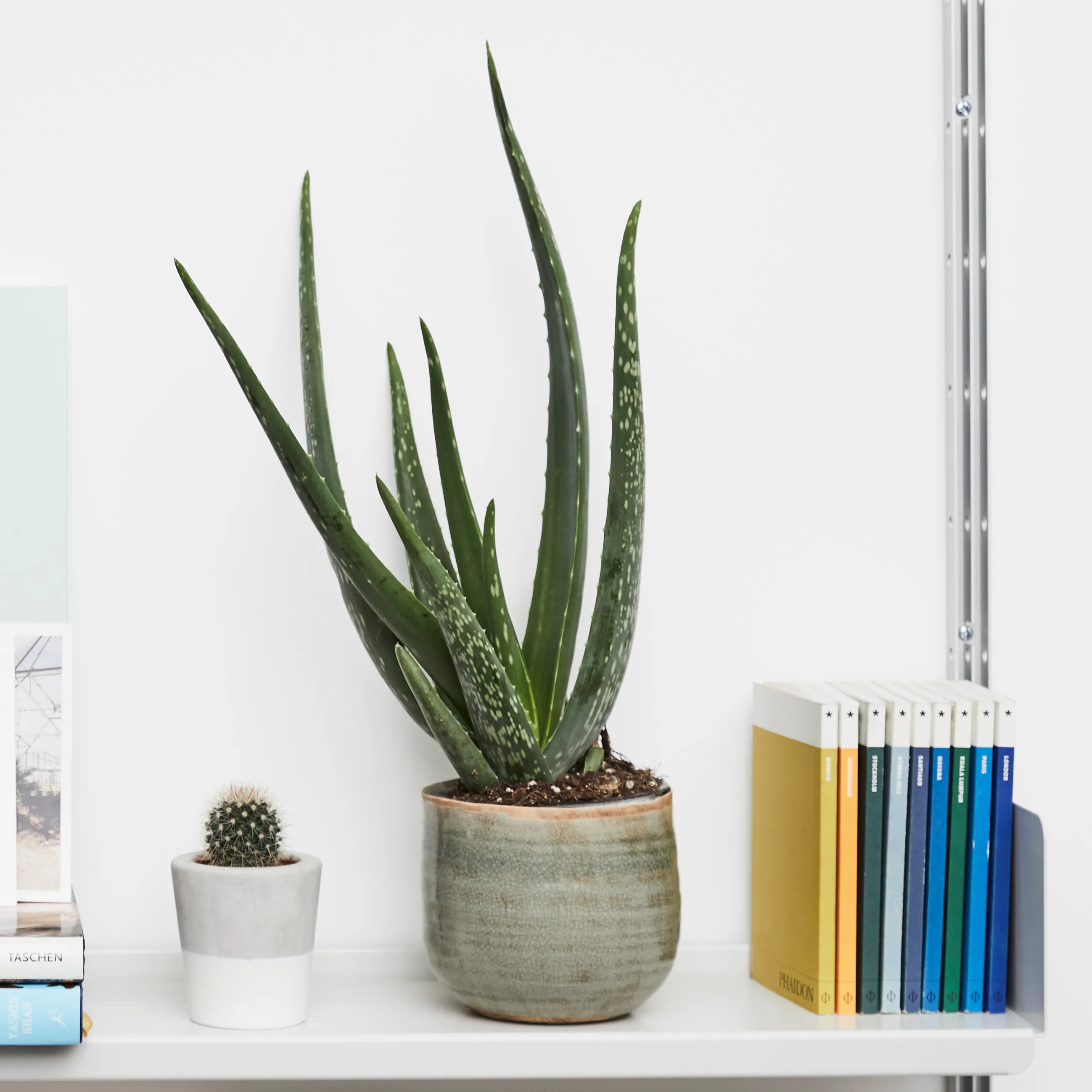 6 Bedroom Plants That Will Help You Sleep Patch