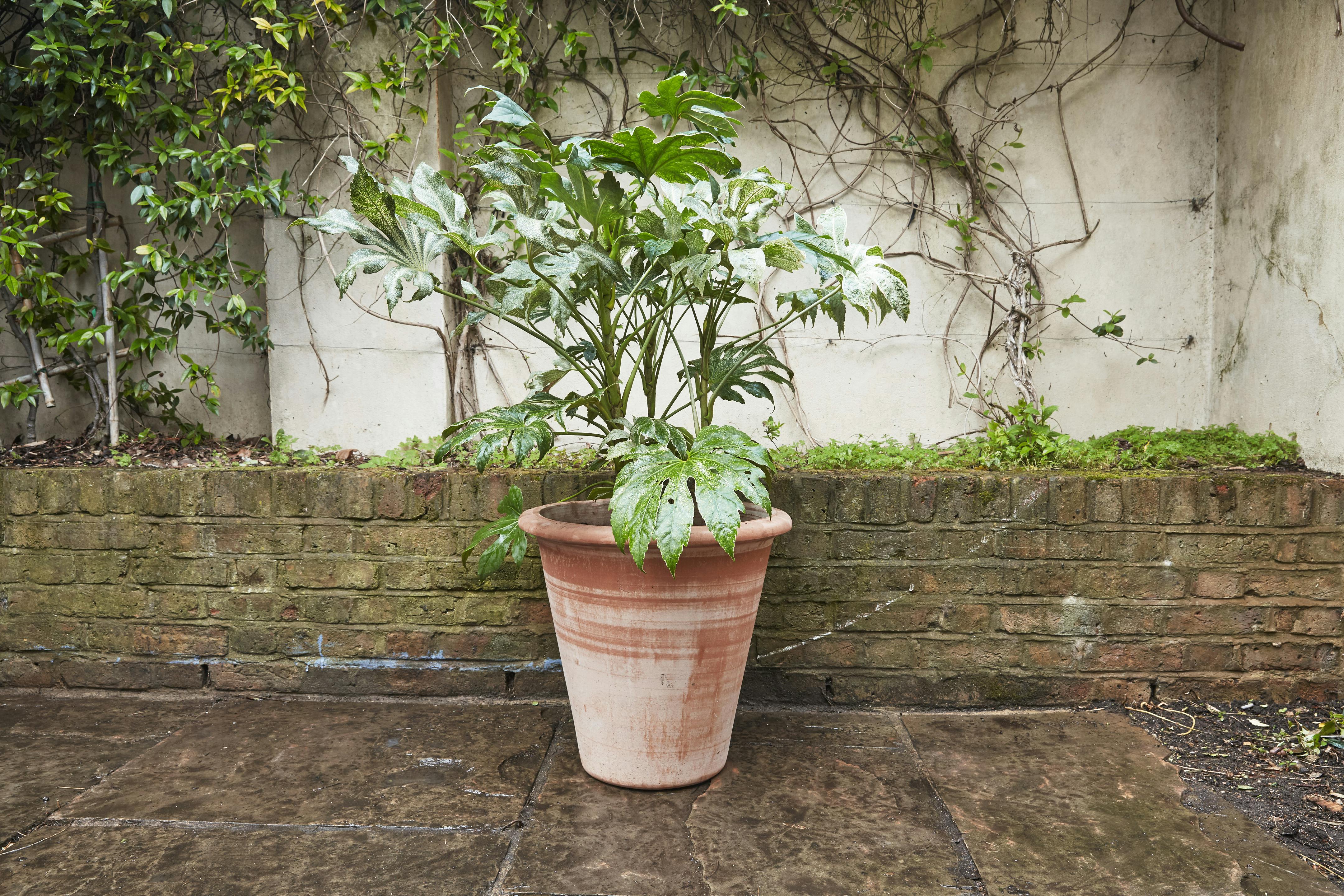 9 Easy To Maintain Outdoor Plants Patch