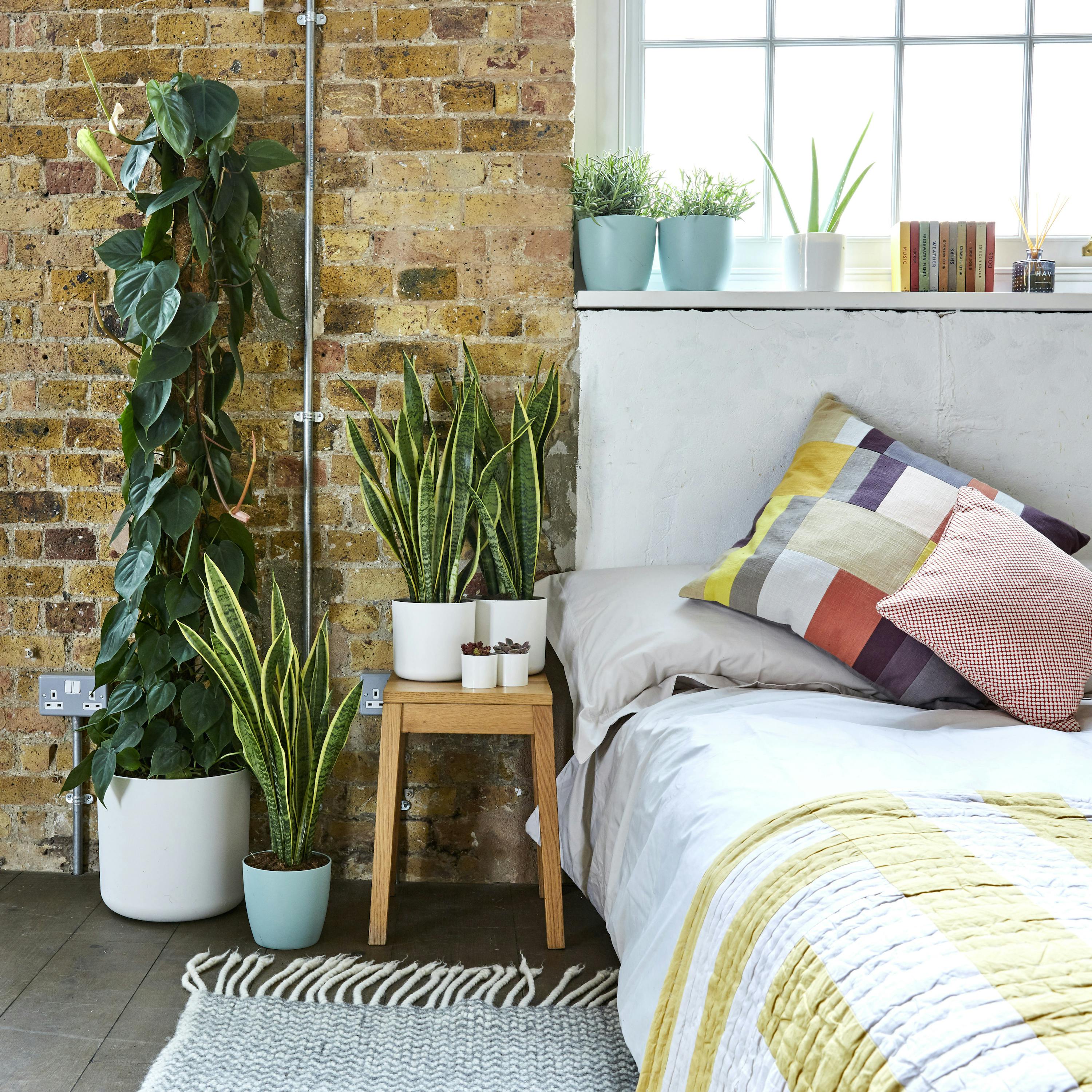 6 Bedroom Plants That Will Help You Sleep Patch