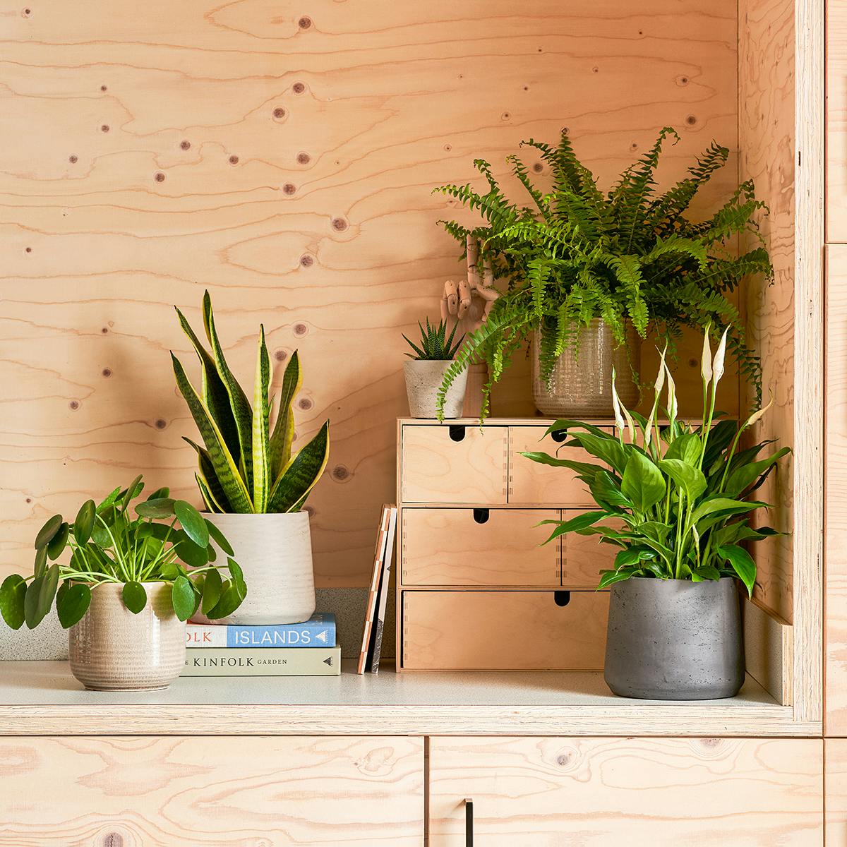 Plants for home offices