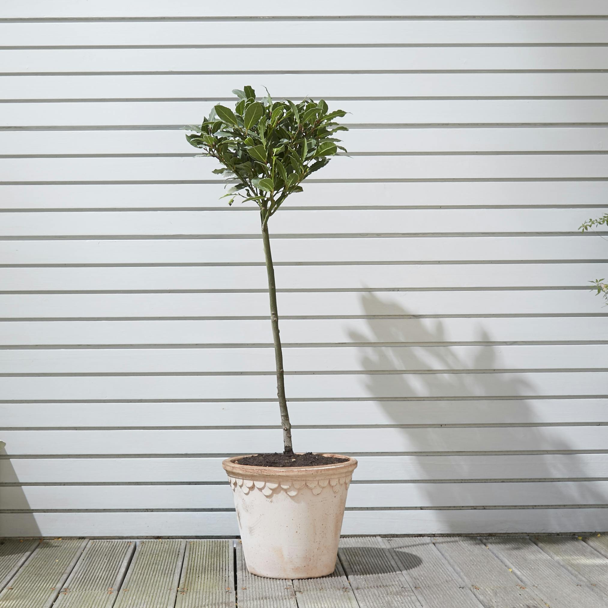 9 Easy To Maintain Outdoor Plants Patch