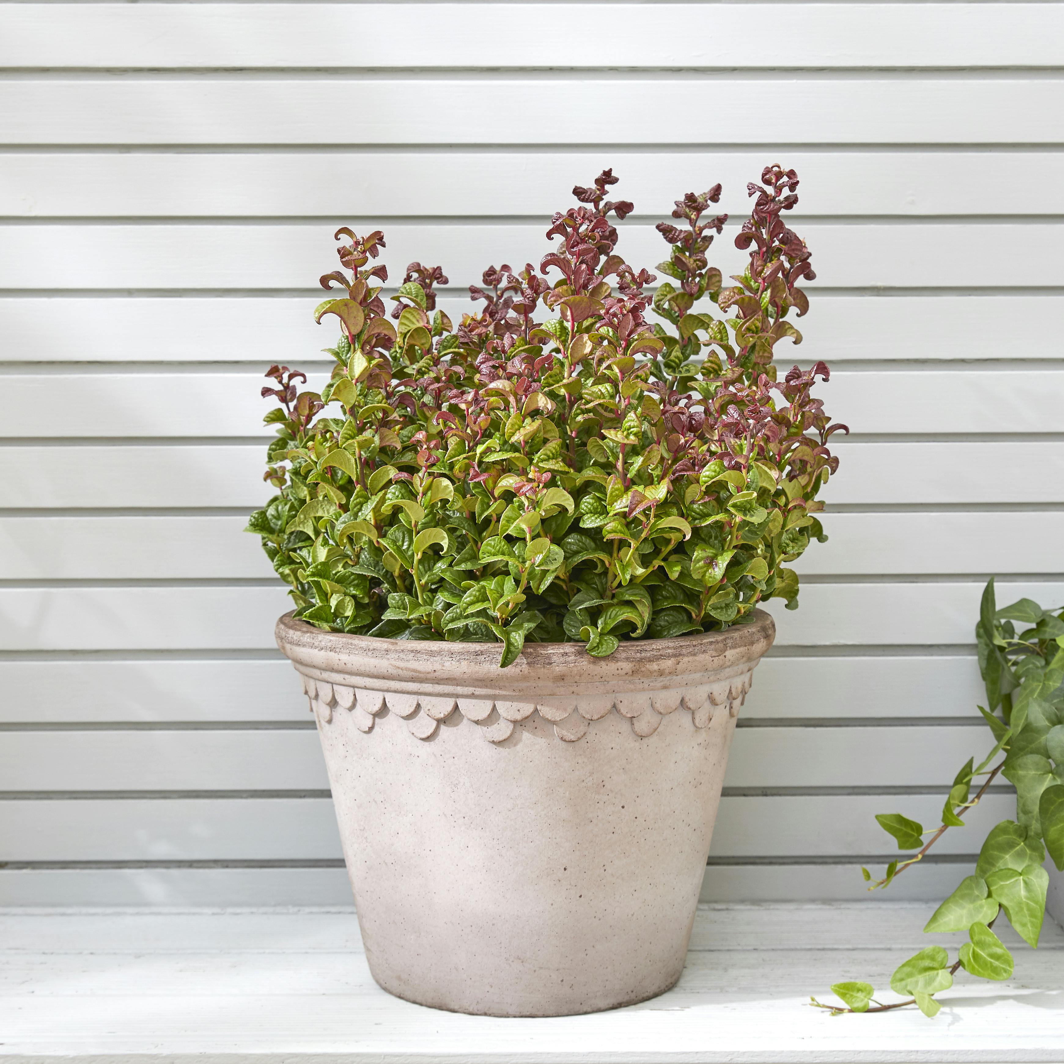 Best Pot Plants For Windy Balcony
