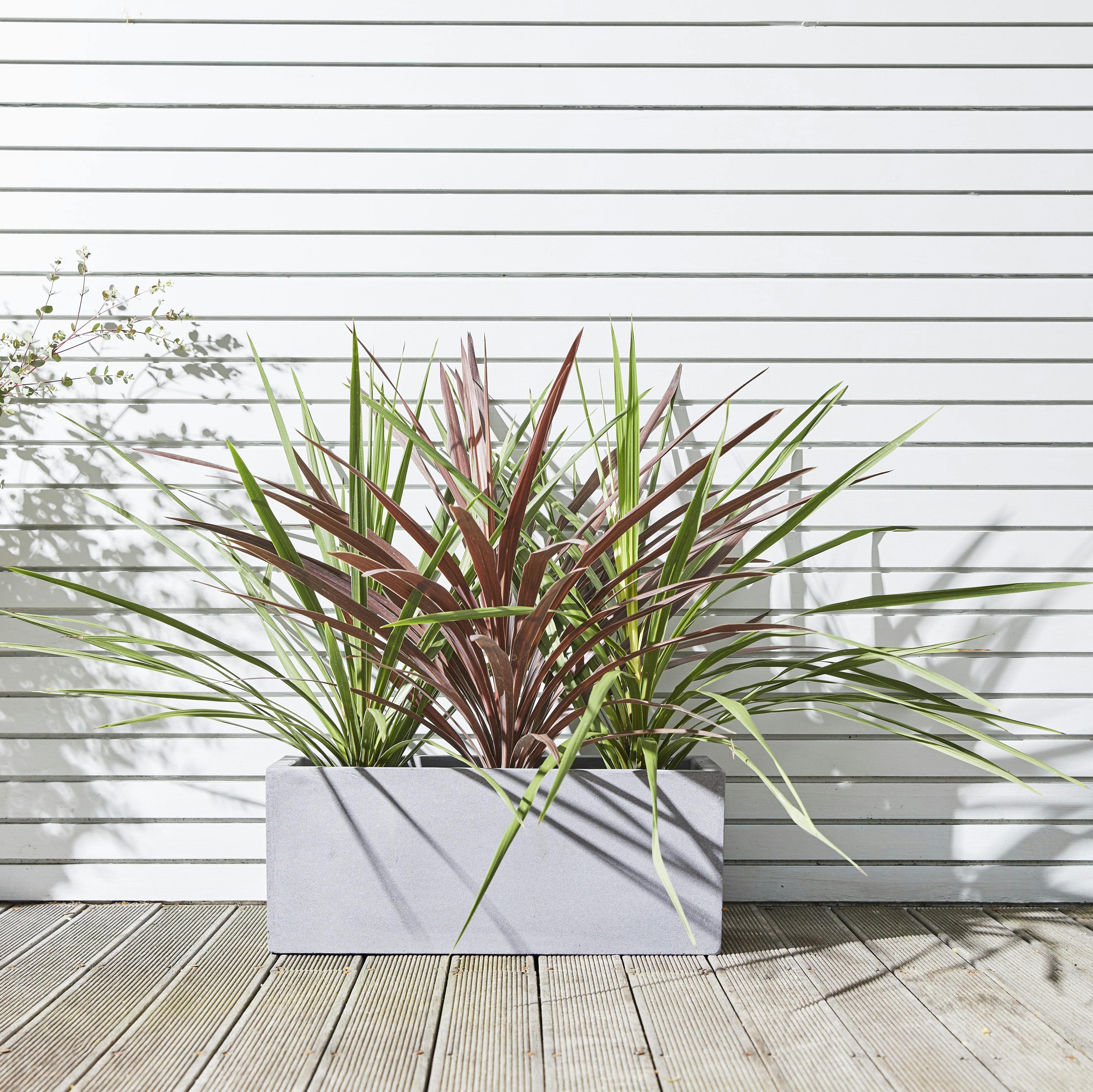 9 Easy To Maintain Outdoor Plants Patch