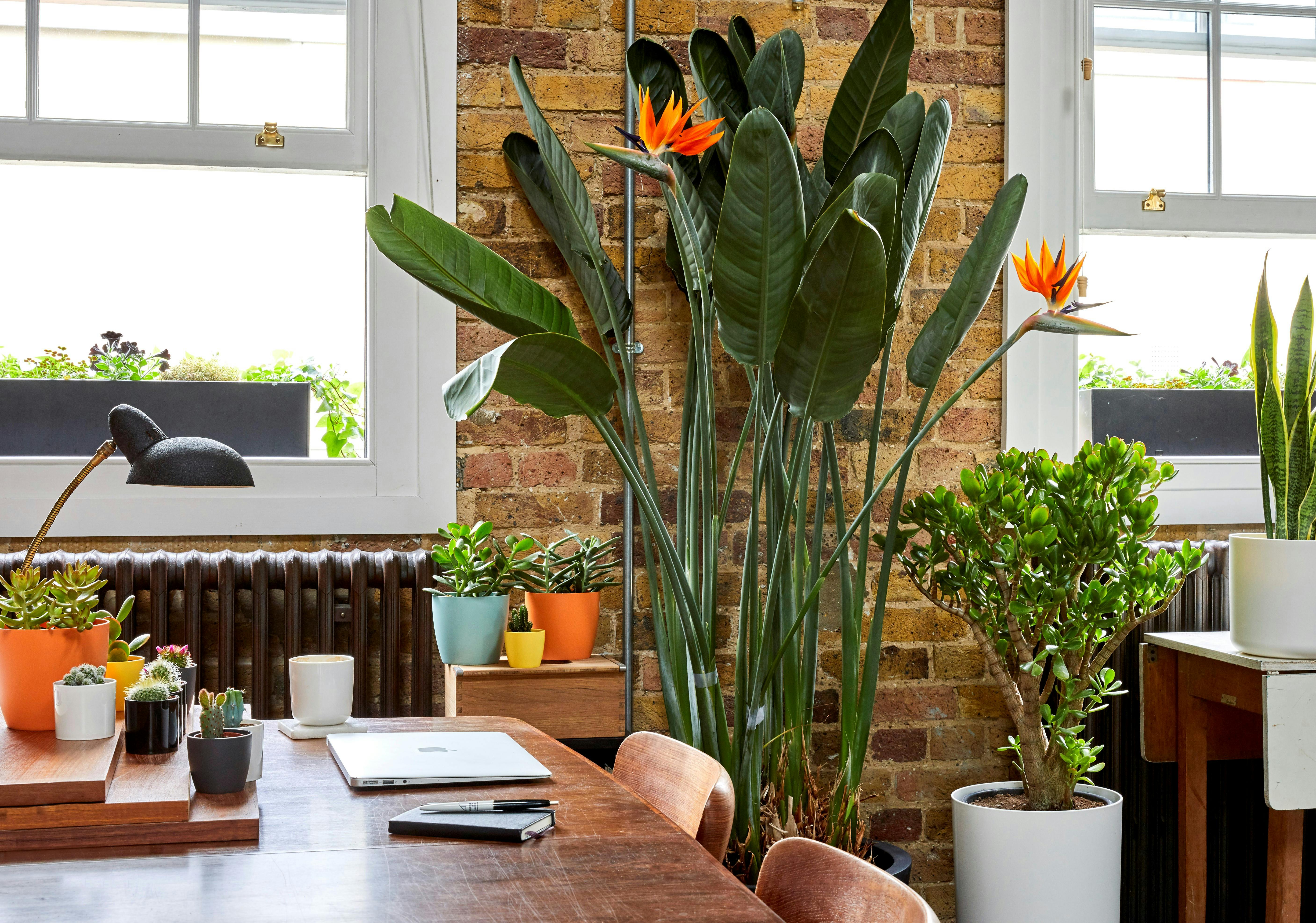 Health Benefits Of Plants In The Office & Bedroom | Patch