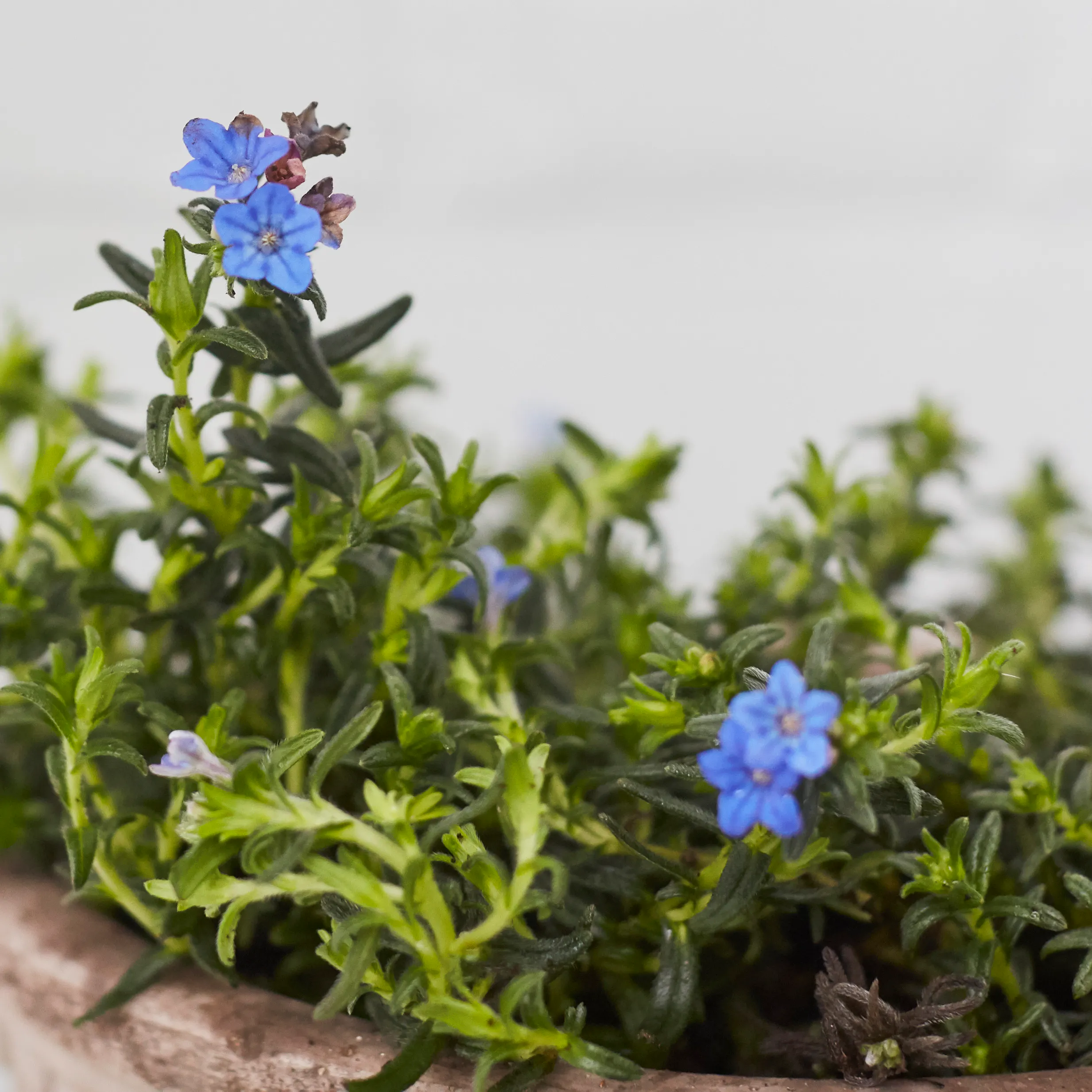 9 Easy To Maintain Outdoor Plants Patch