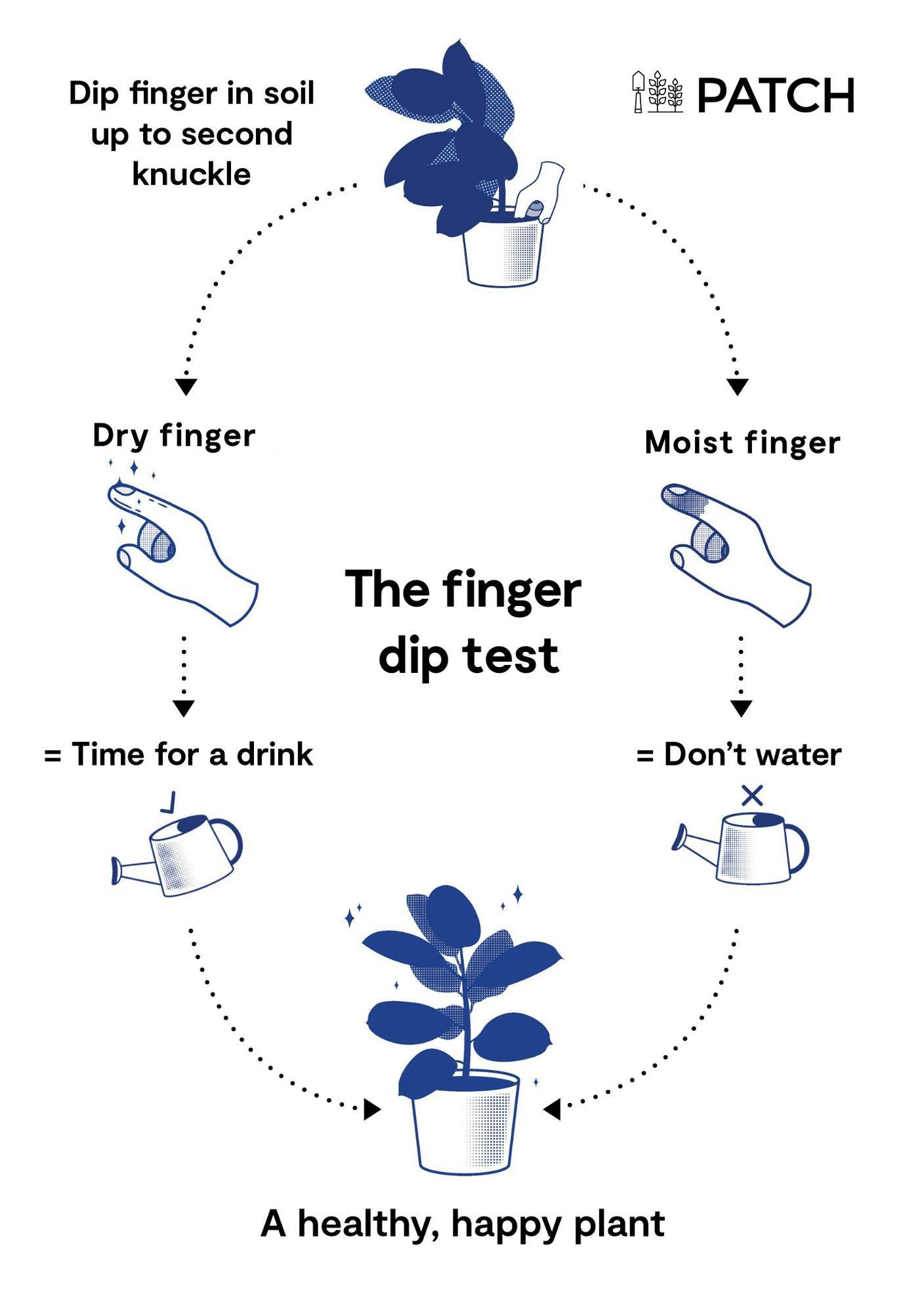 How much should I water my plant?