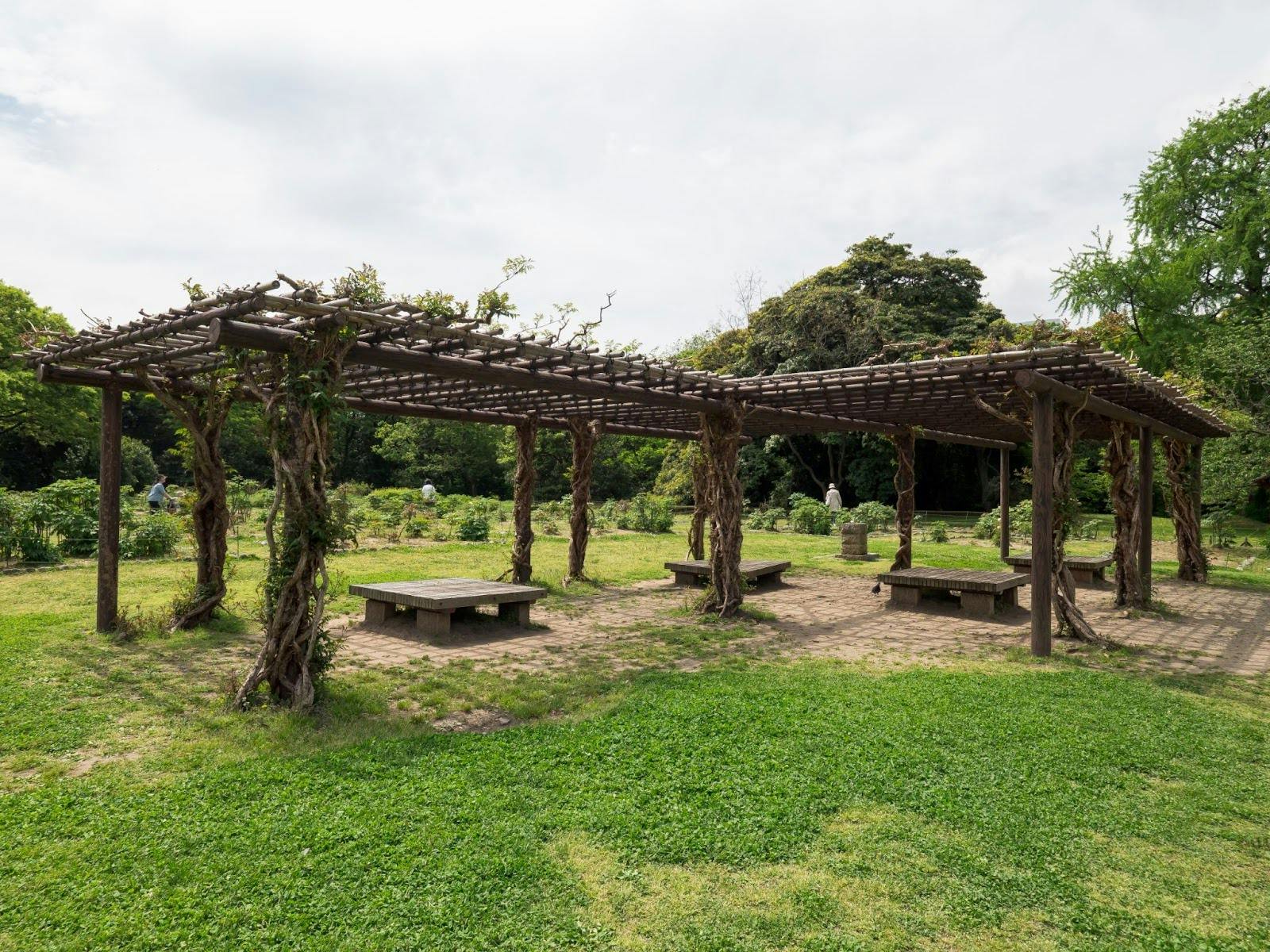 Rustic wooden pergola covered in vines set in a lush green park with benches and open sky above.
