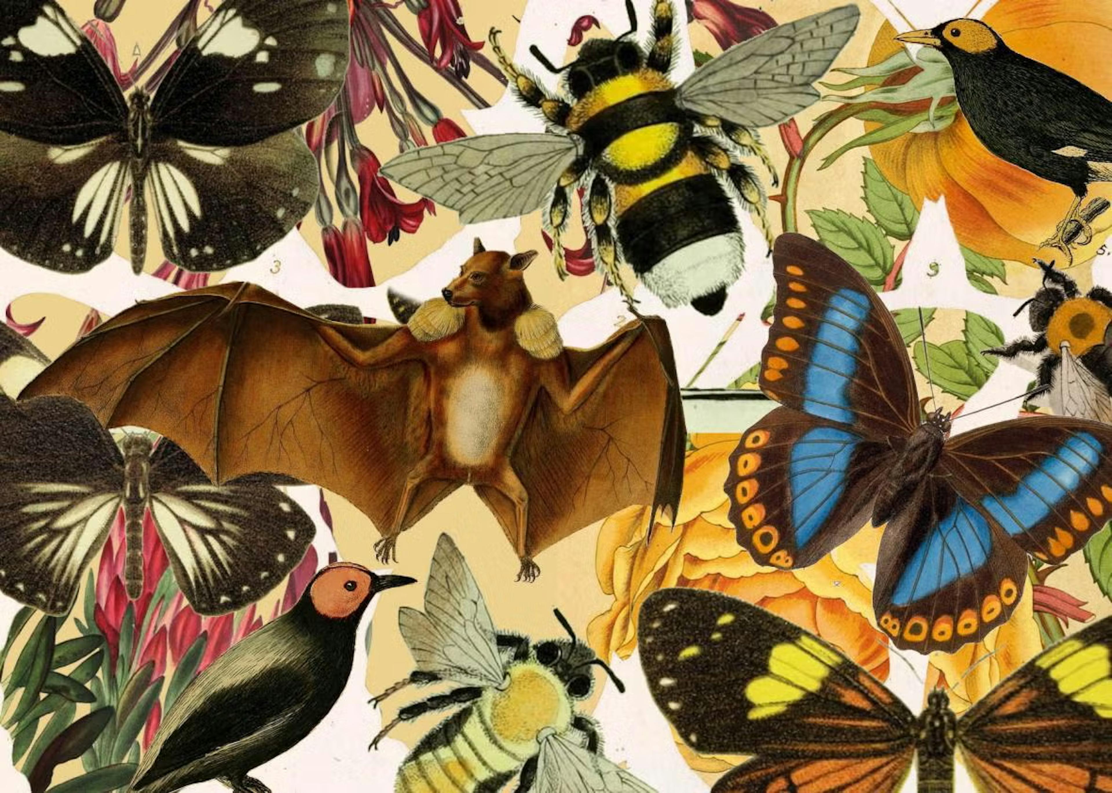 Biodiversity Heritage Library