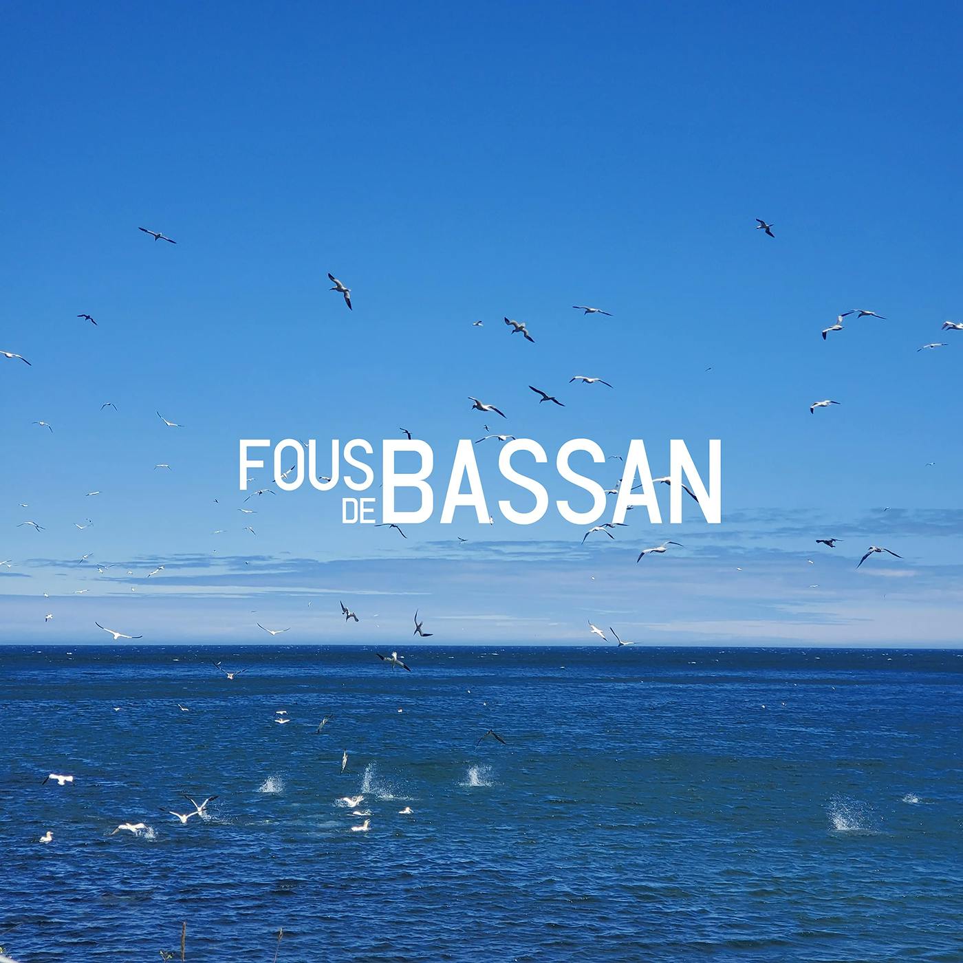 gannets hunting in the sea with "gannets" written on it