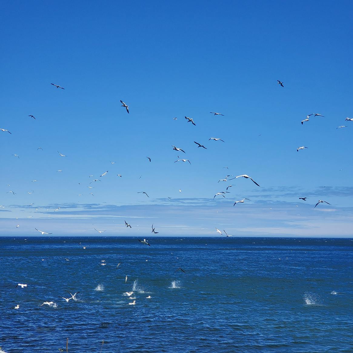 gannets hunting in the sea
