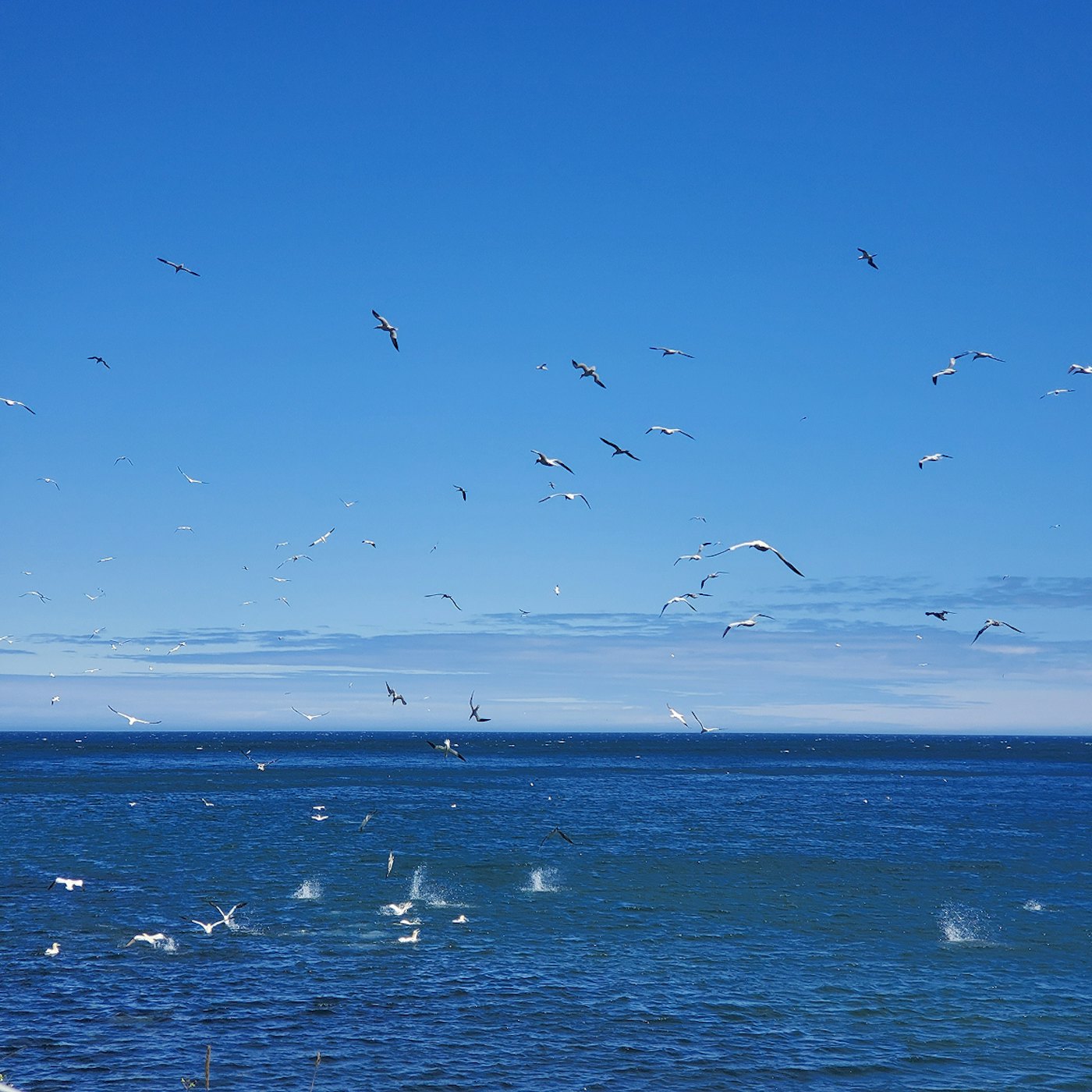 gannets hunting in the sea