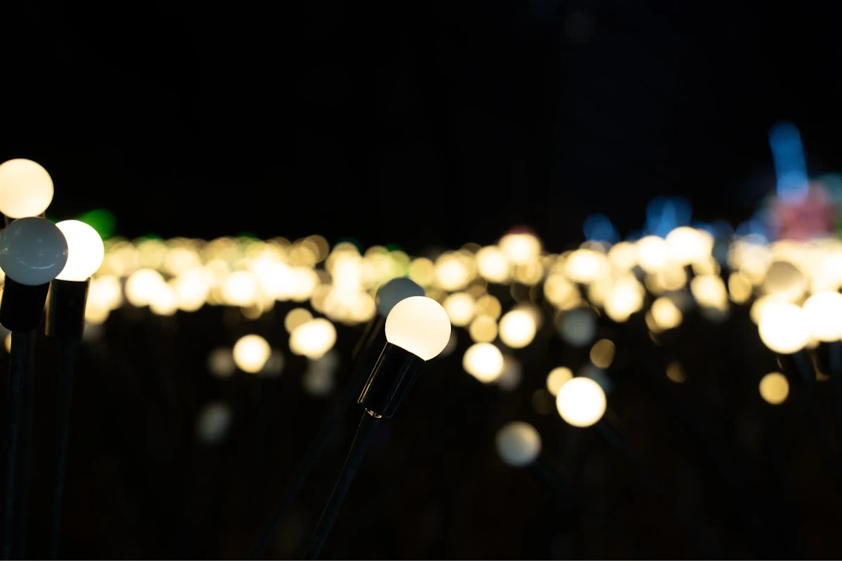 field of light bulbs