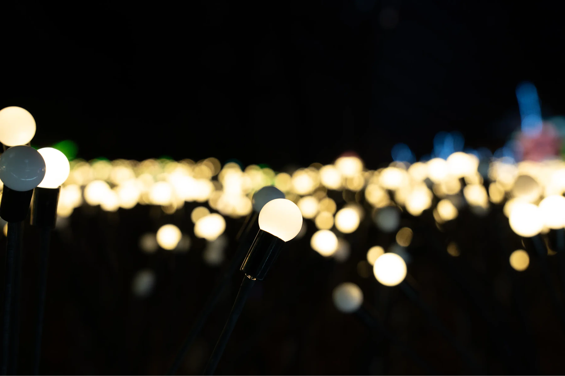 field of light bulbs