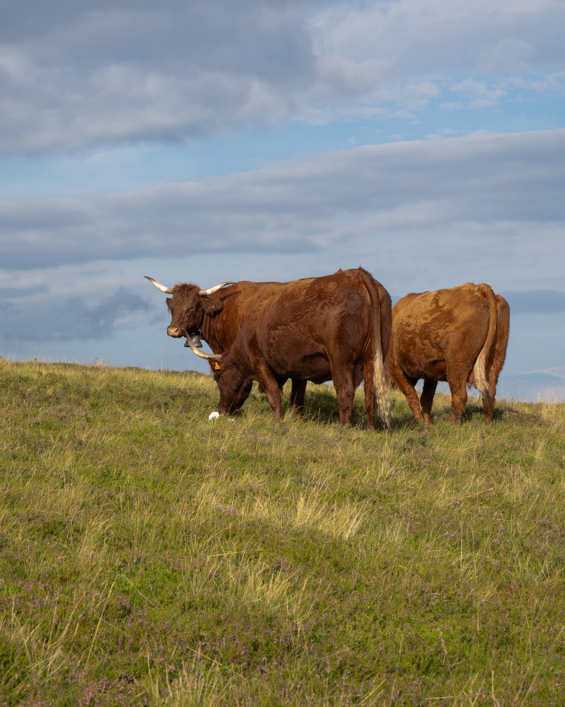 3 cows, one hiding in another