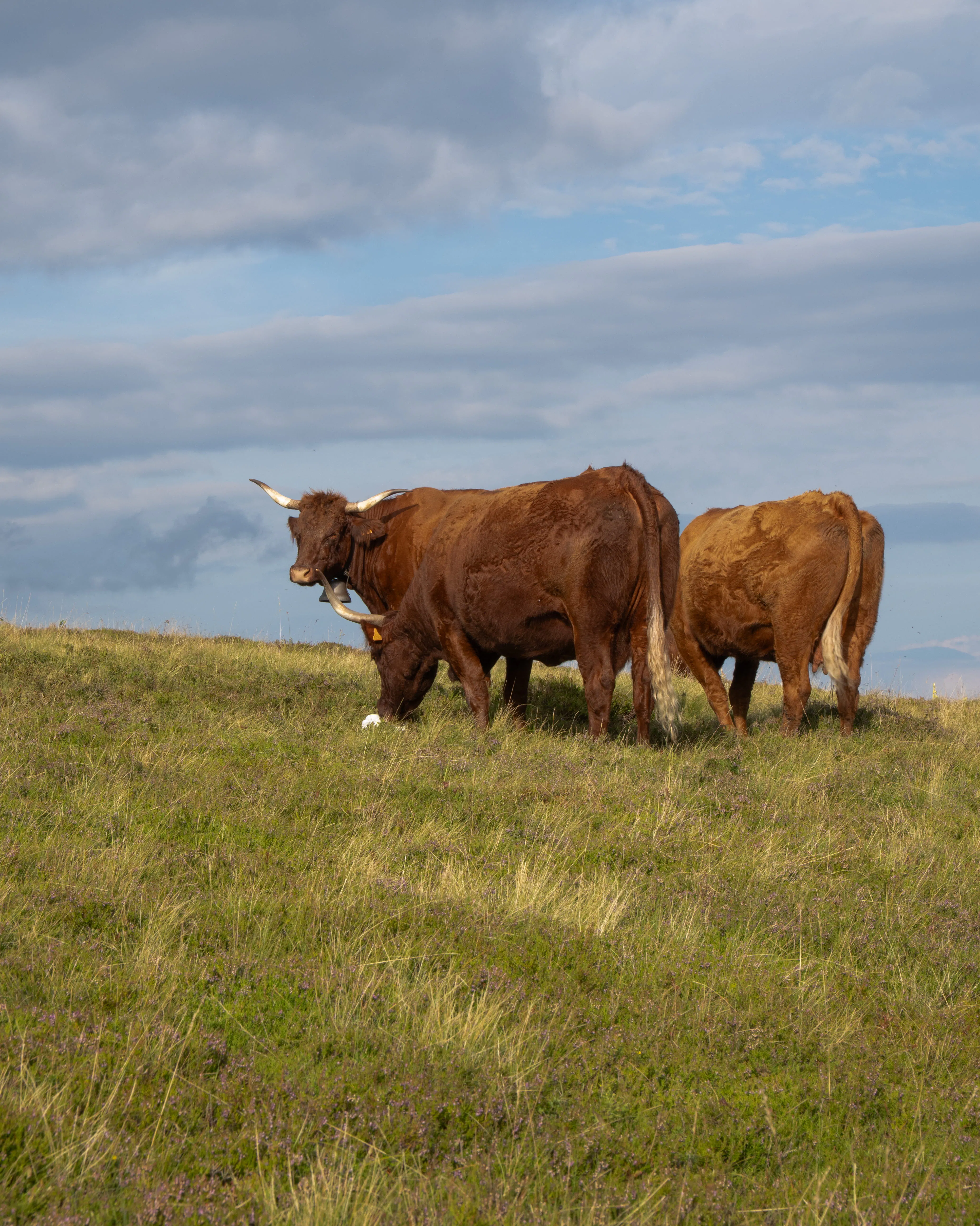 3 cows, one hiding in another