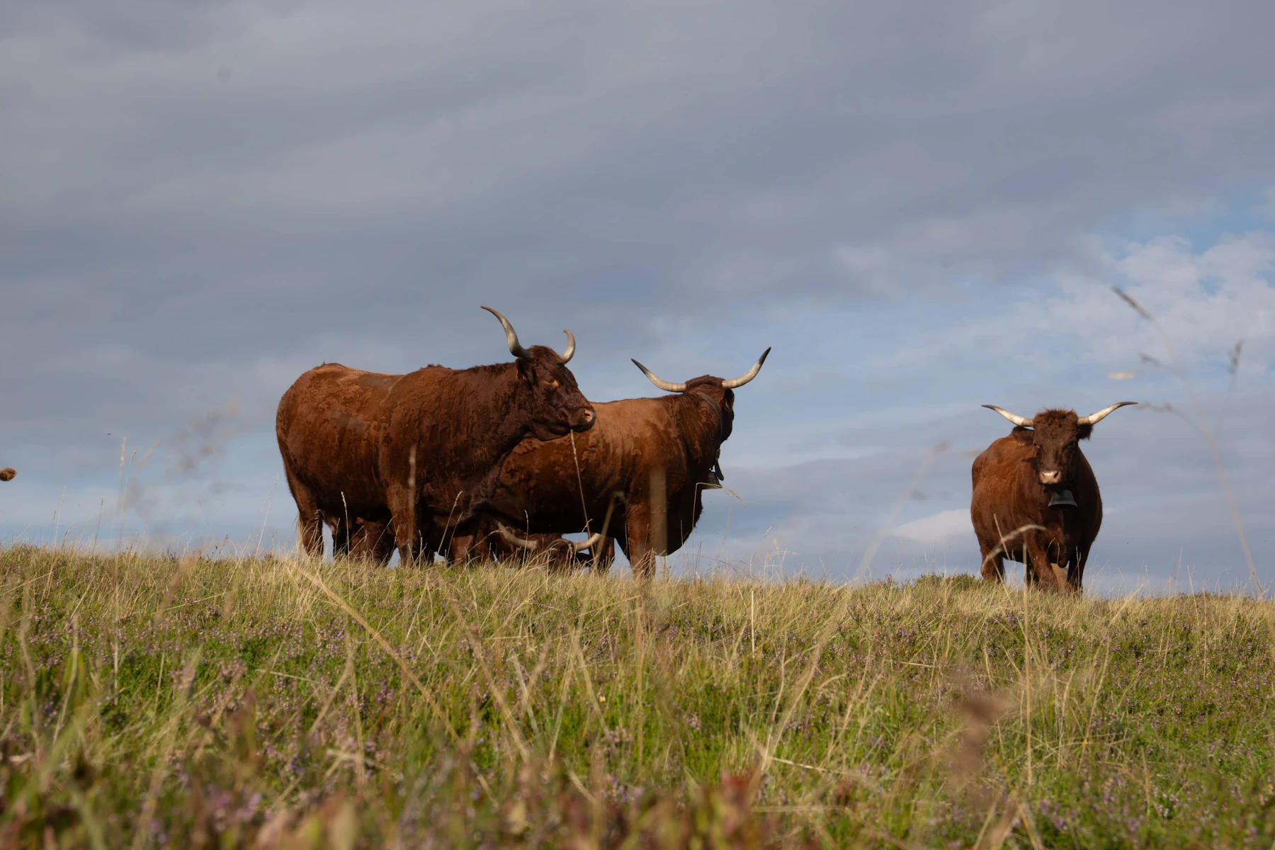 3 red cows