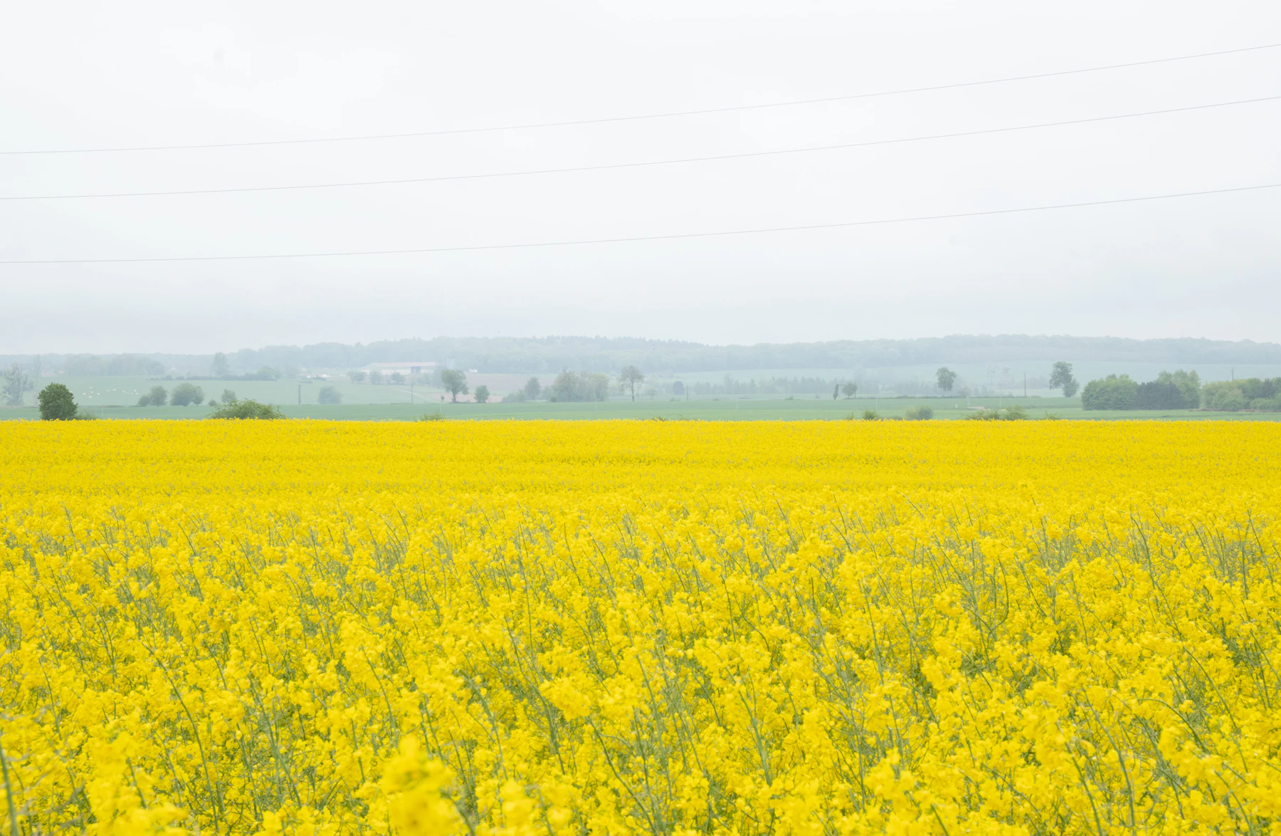 un champs de colza jaune vif