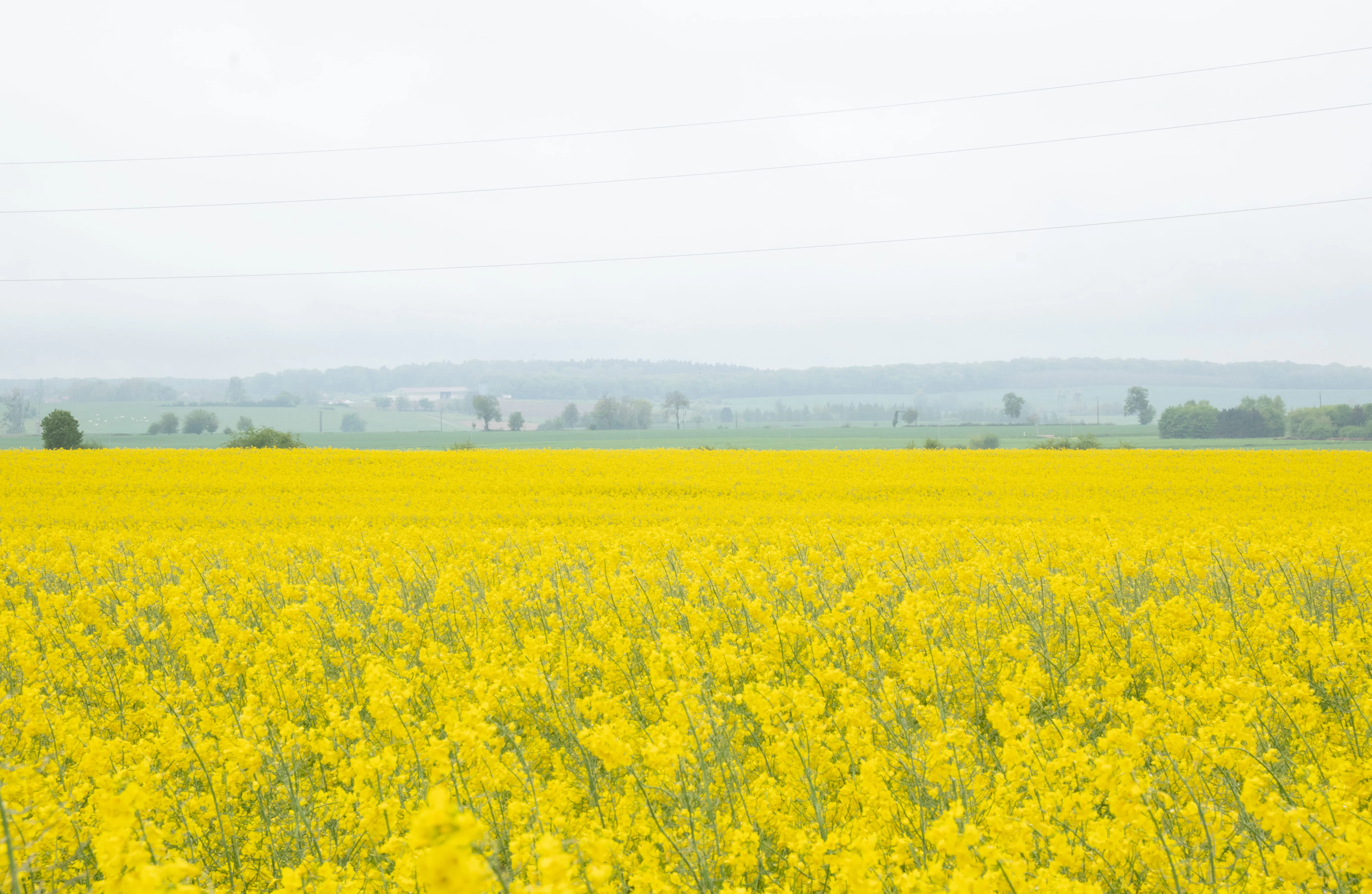 un champs de colza jaune vif
