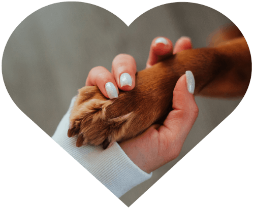 Heart shaped human hand and dog paw