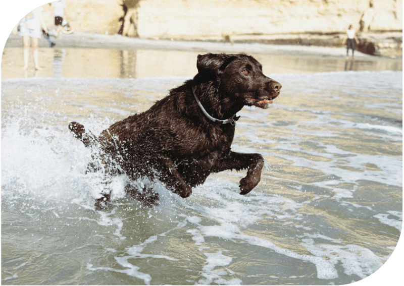 Dog swimming