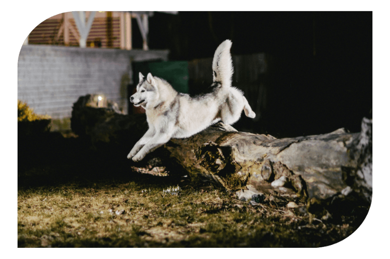 Husky jumping