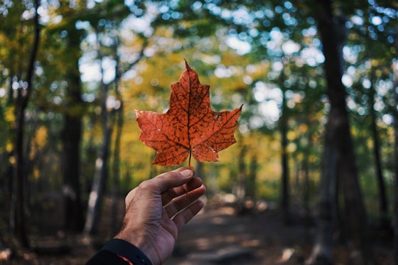 A photograph of a persons hand holding a Canadian Maple Leaf