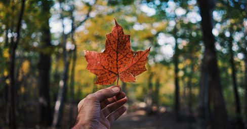 A photograph of a persons hand holding a Canadian Maple Leaf