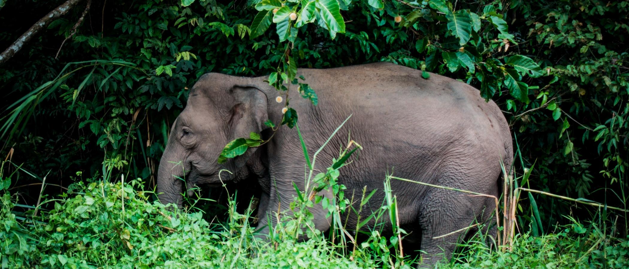 Welcome to the Digitalisierungs-Dschungel - HR goes digital