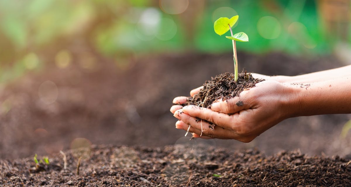 woman's hand tree planting tree