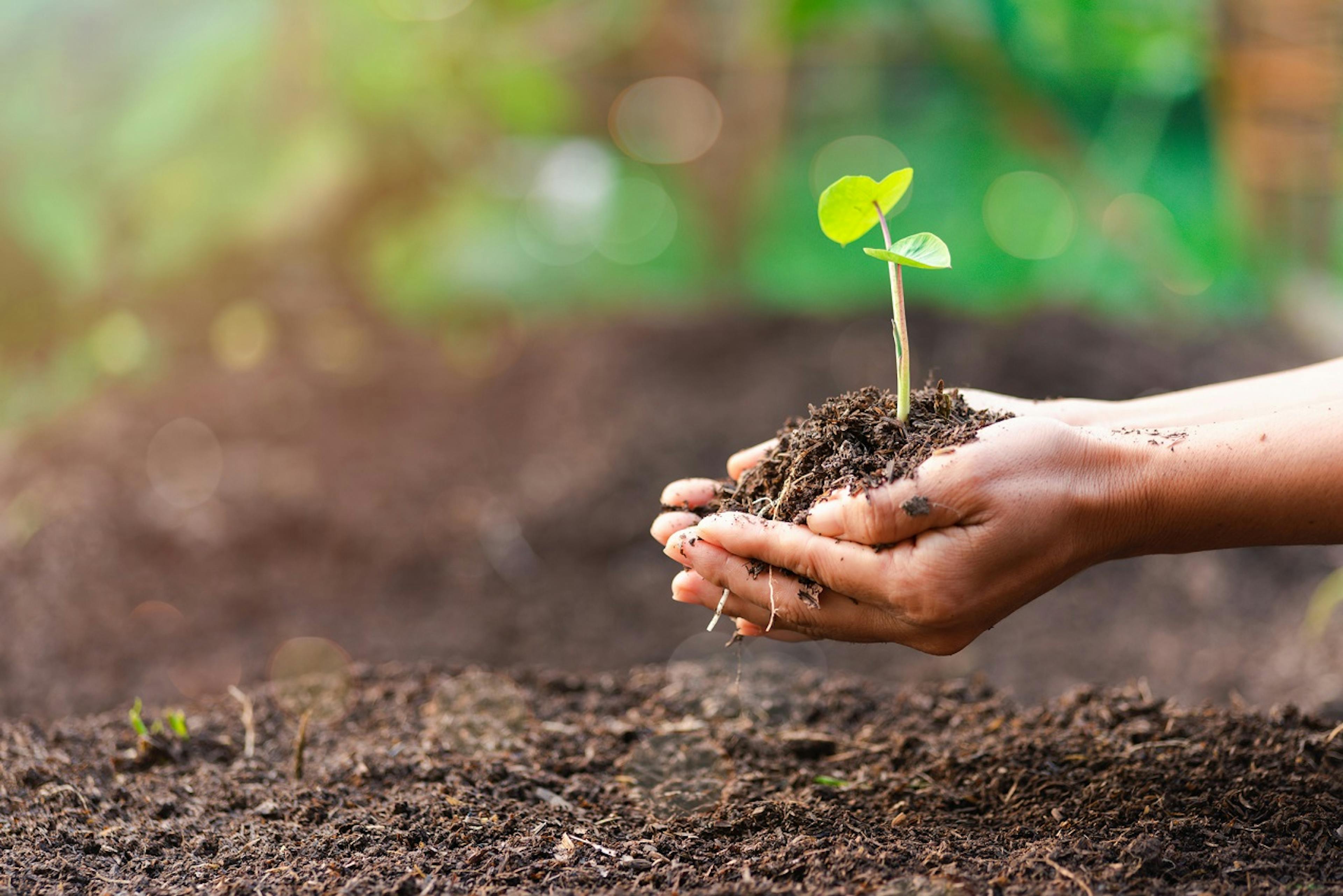 woman's hand tree planting tree