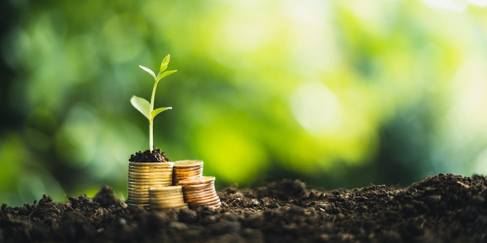 Coin Stack Tree Growth on dirt