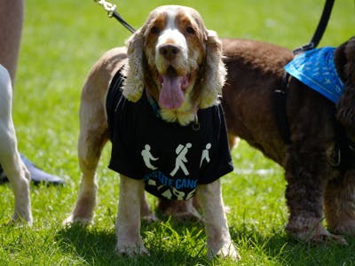 A dog wearing a Prostate Cancer UK t-shirt.