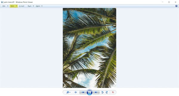 Print button highlighted in Windows Photo Viewer.